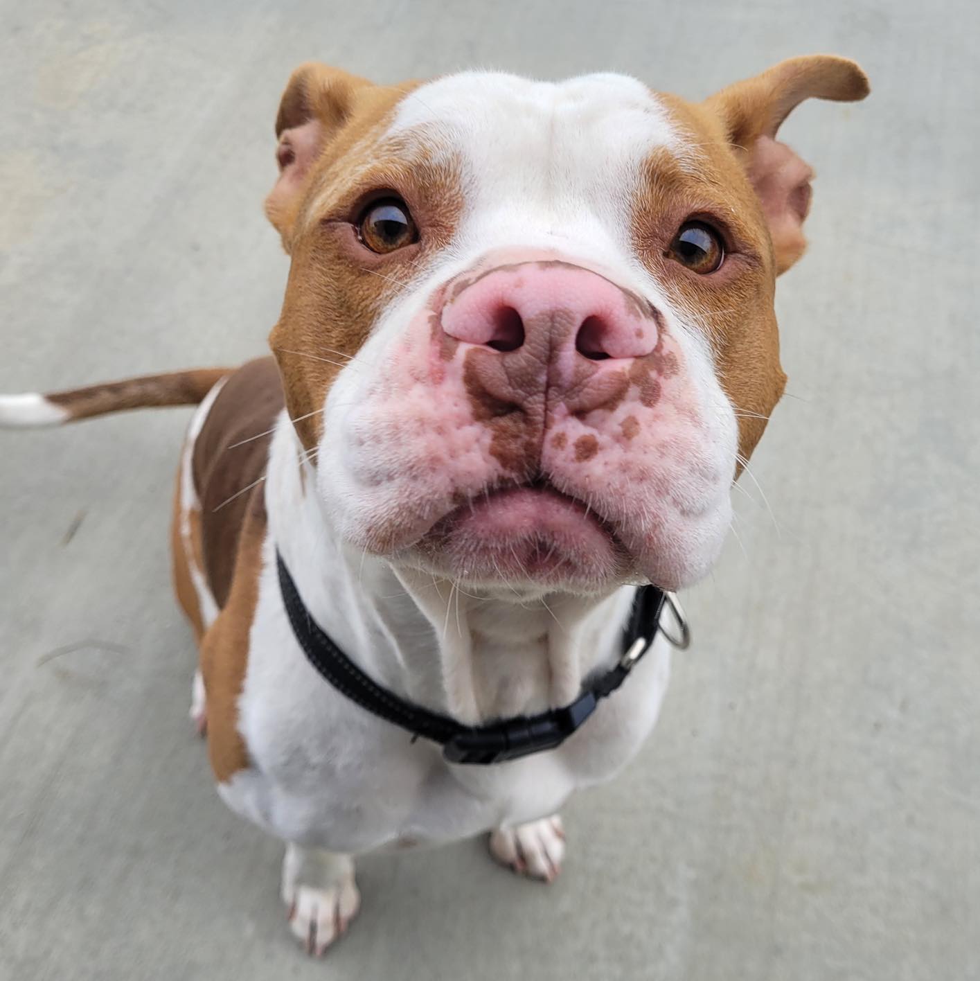 Playful Paws Pet Resort Manchester