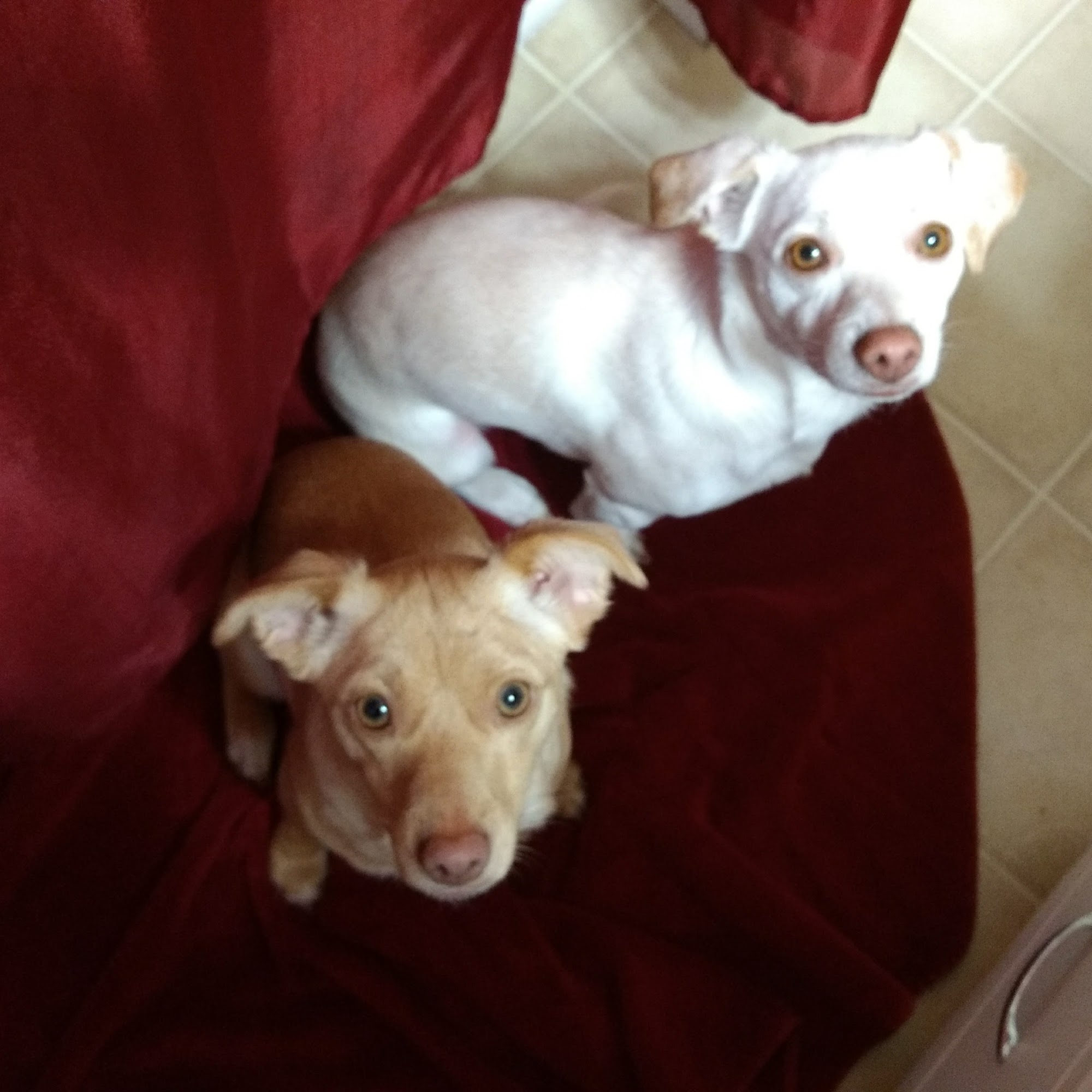 Paws-E-Tively Purrfect Pet Grooming & Boarding Manchester