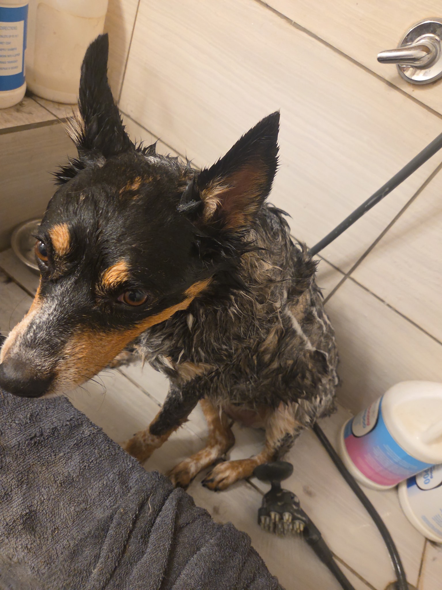 Paws-E-Tively Purrfect Pet Grooming & Boarding Manchester