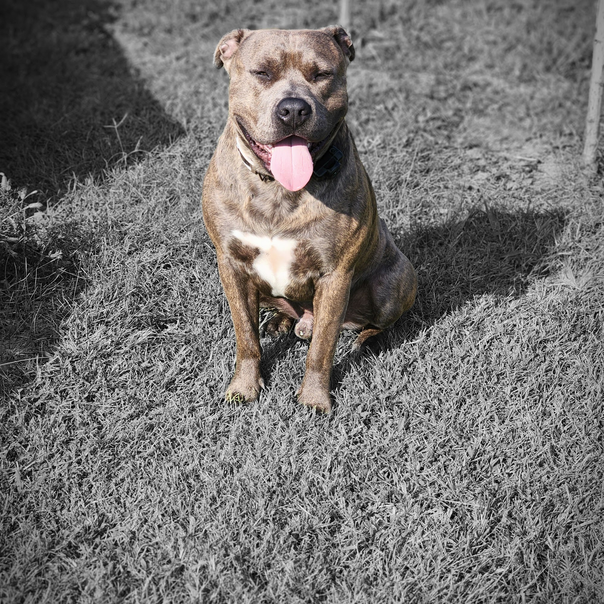 Puppy Paws Manchester