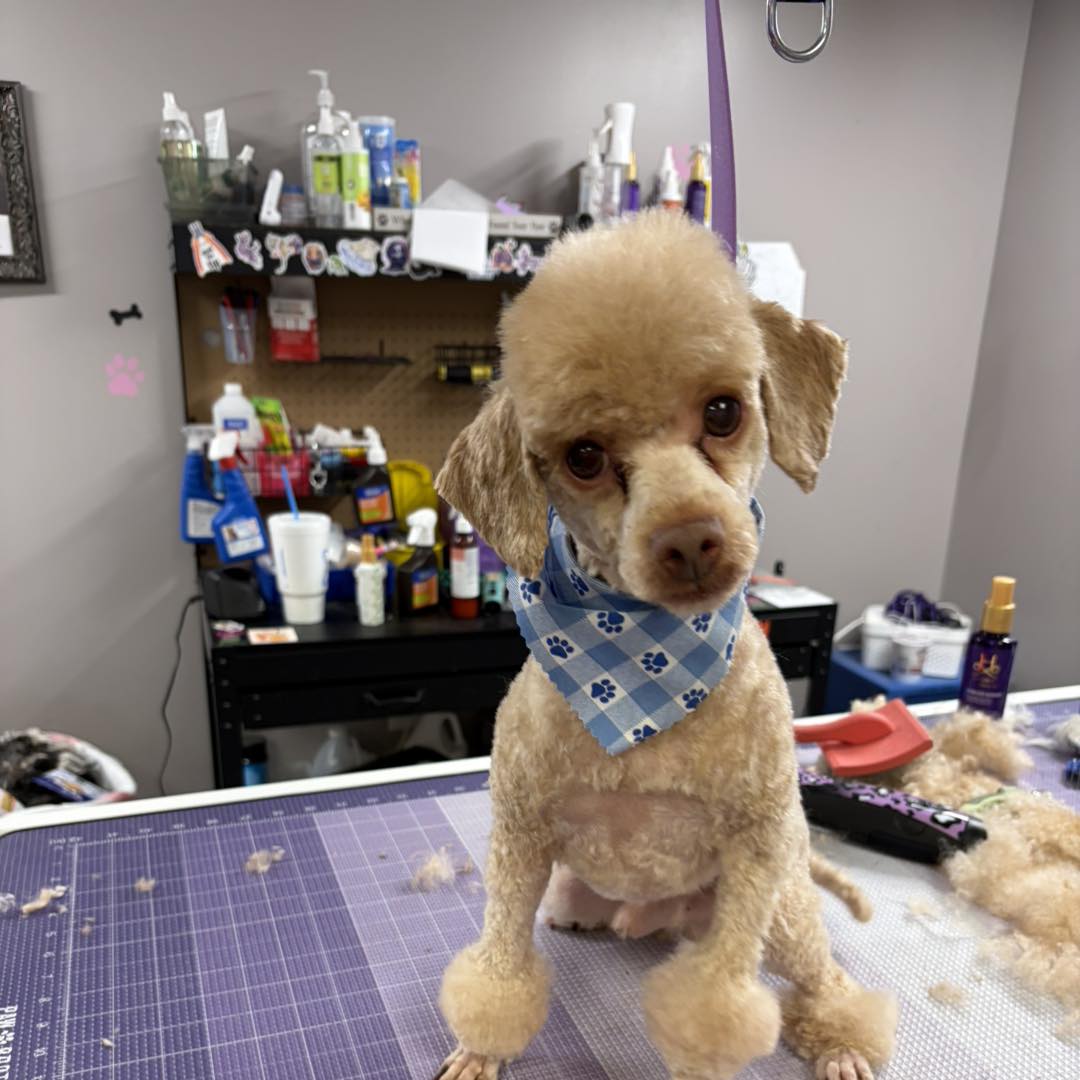 Pawfessional Grooming Manchester