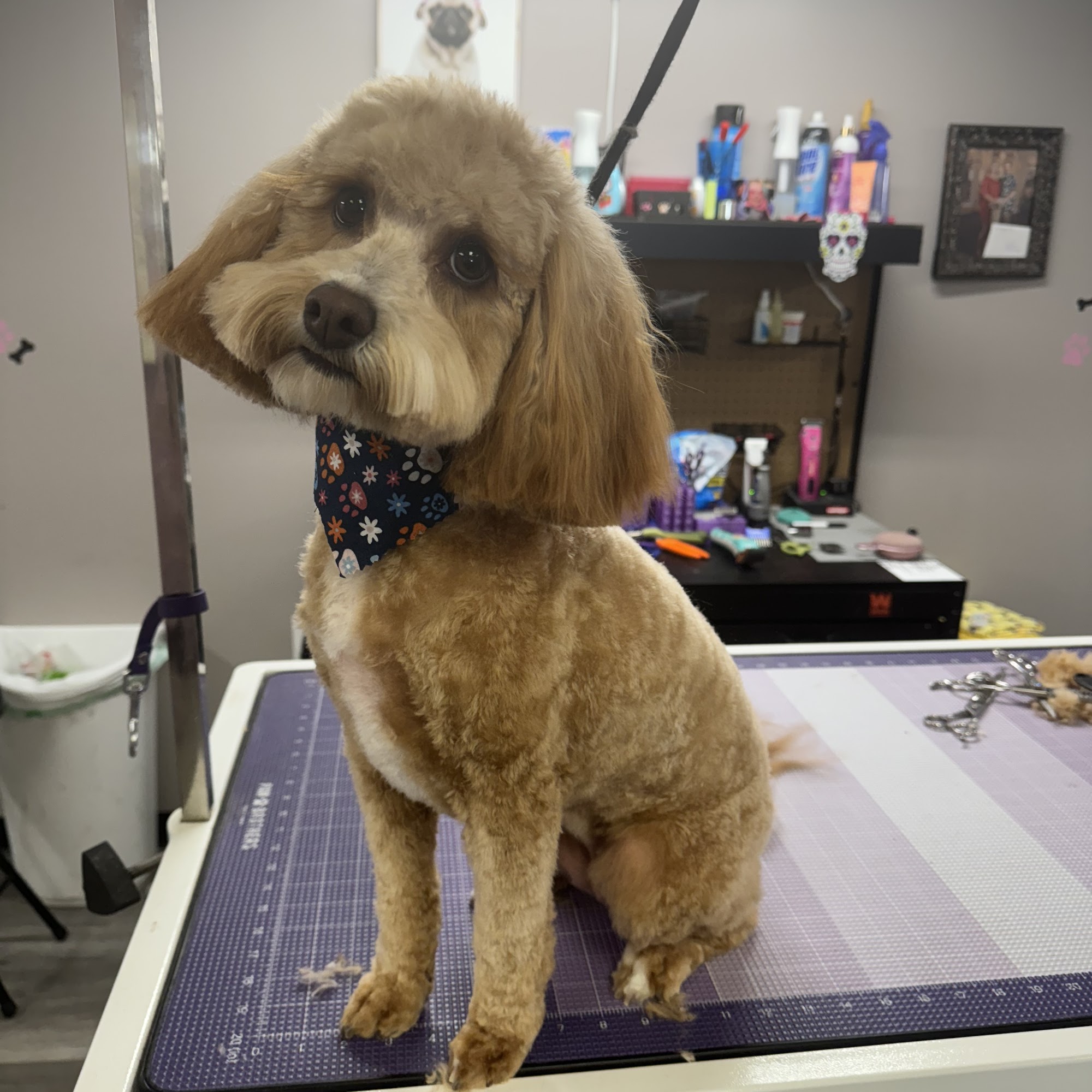 Pawfessional Grooming Manchester