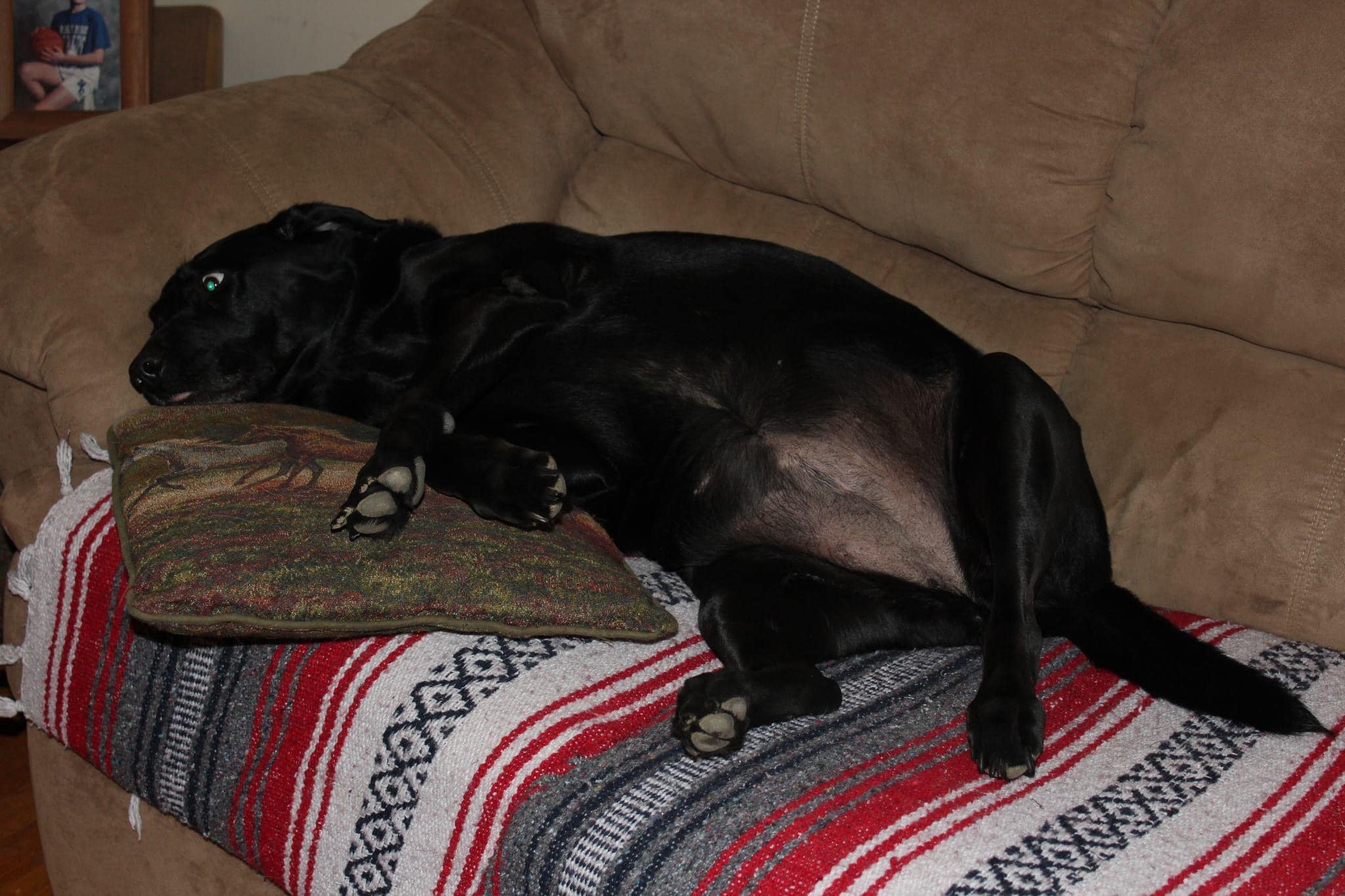 Raineys' Place Dog Groom Salon Manchester