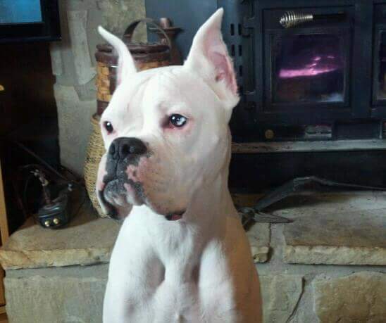 Little Shop Of Grooming Maryville