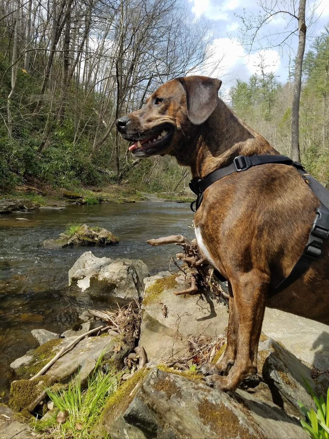 Continental Pet Cremations Maryville