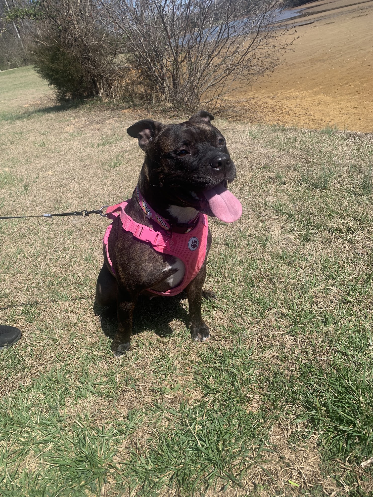 Blount County Animal Center Maryville