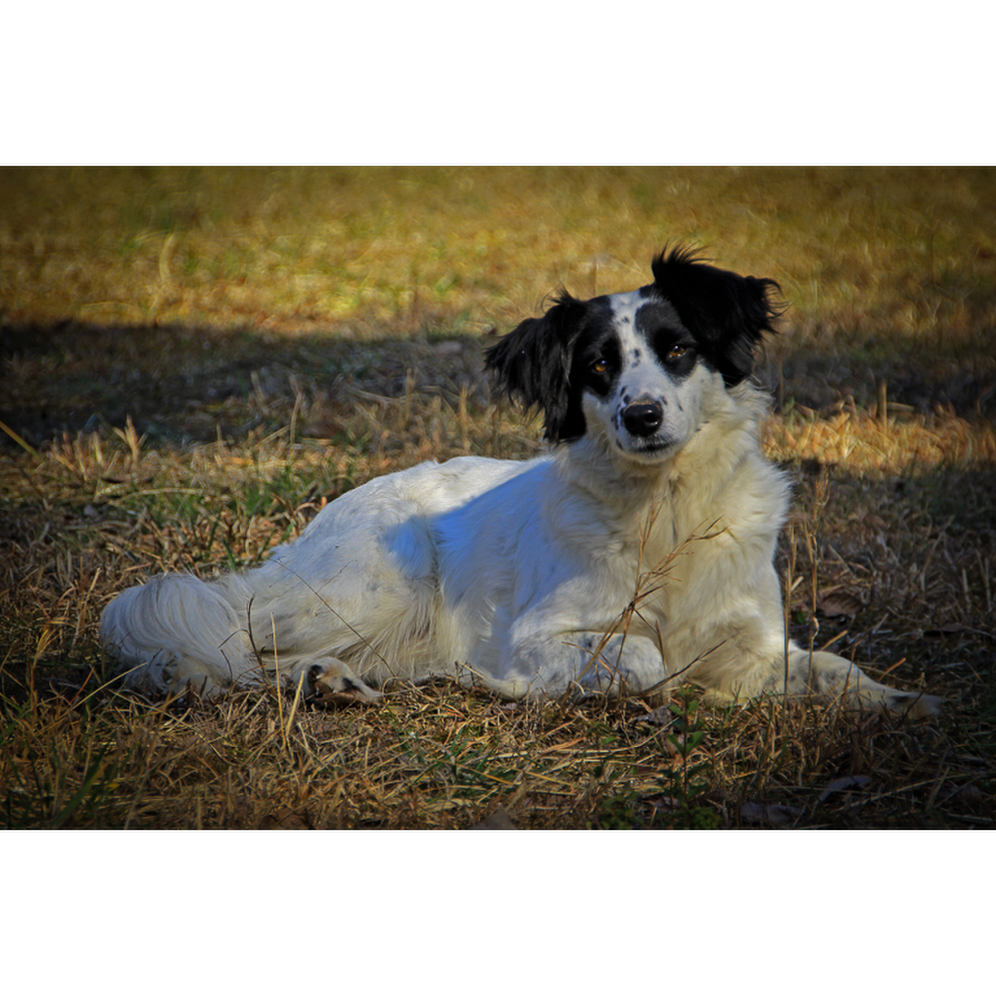 Union County Humane Society Maynardville
