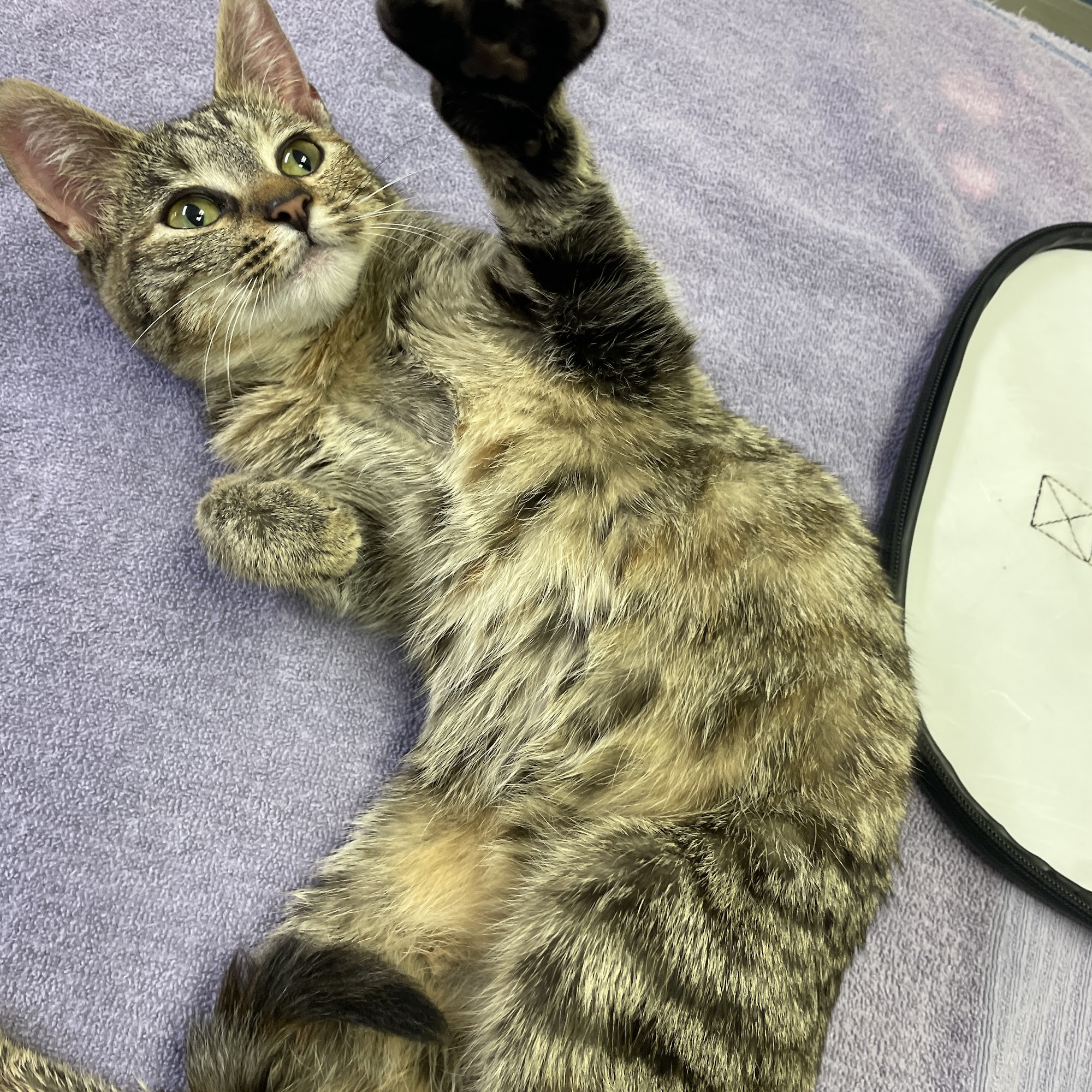 Town & Country Animal Hospital McMinnville