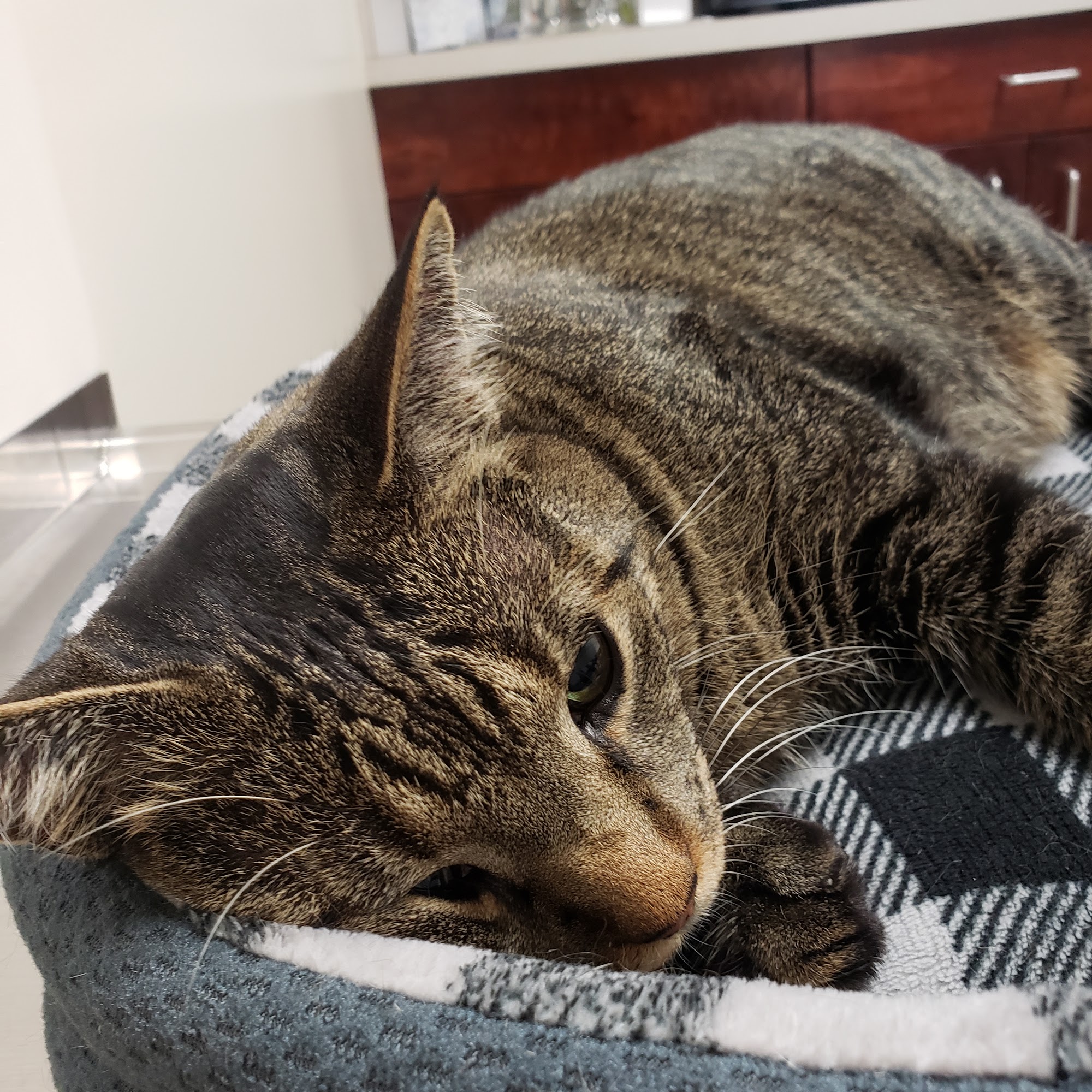 Germantown Parkway Animal Hospital Memphis