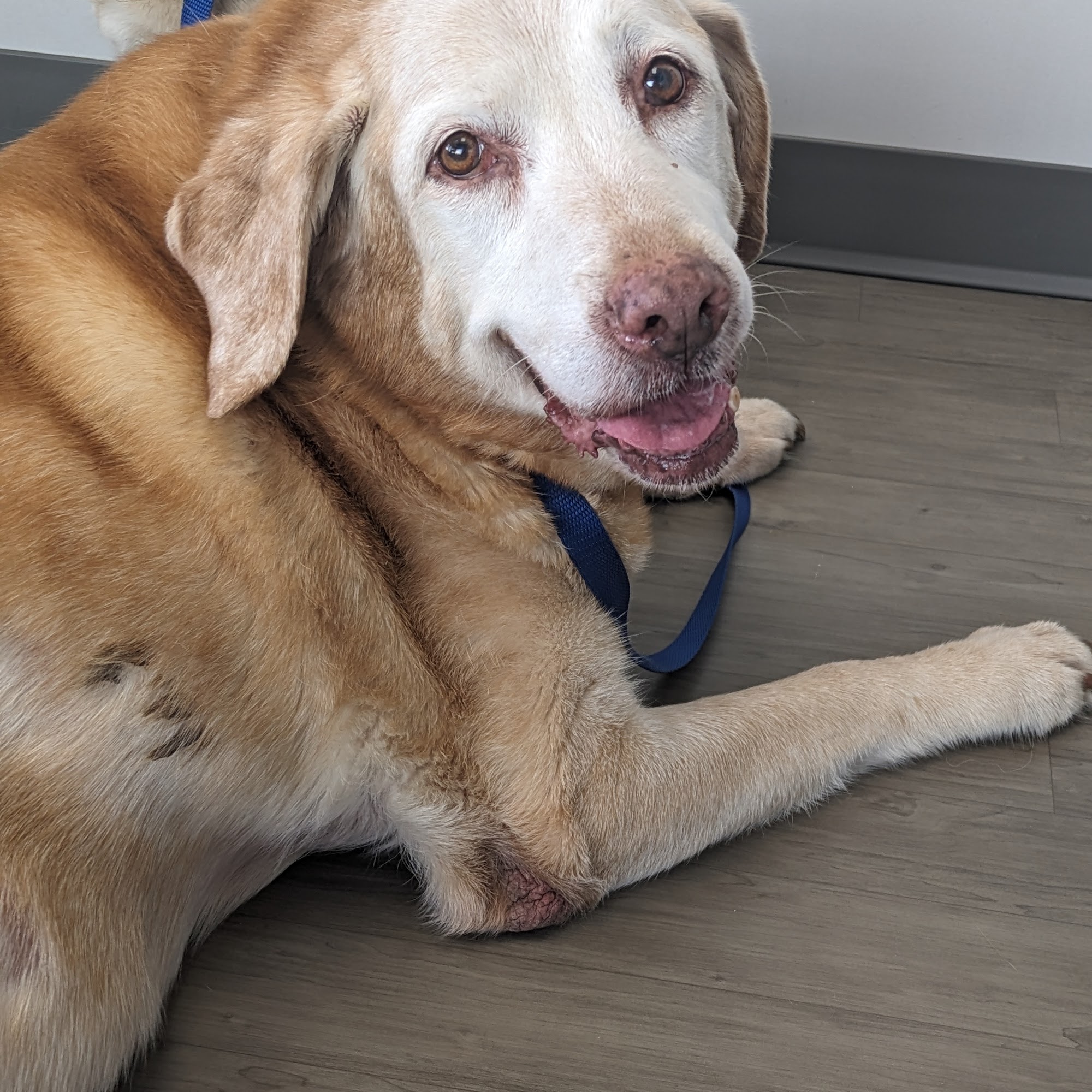 East Memphis Pet Hospital & Resort Memphis