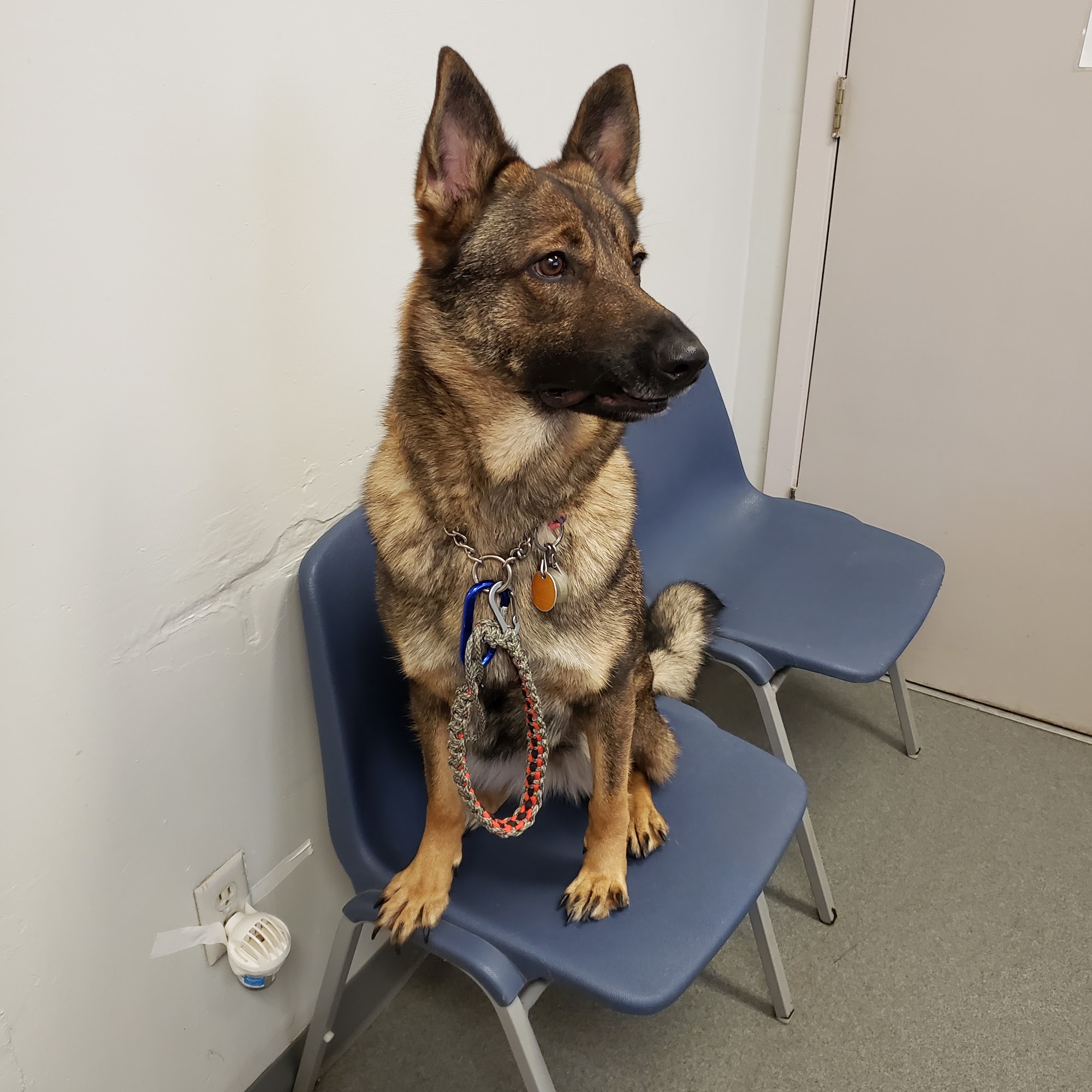 Southern Crossing Animal Hospital Memphis