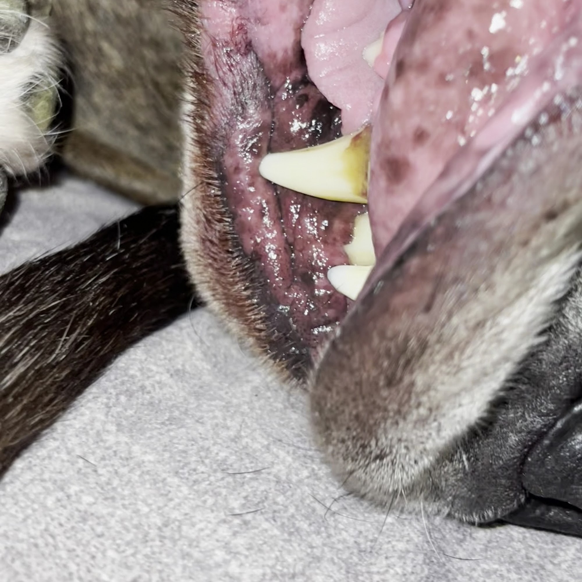 McGehee Clinic For Animals Memphis