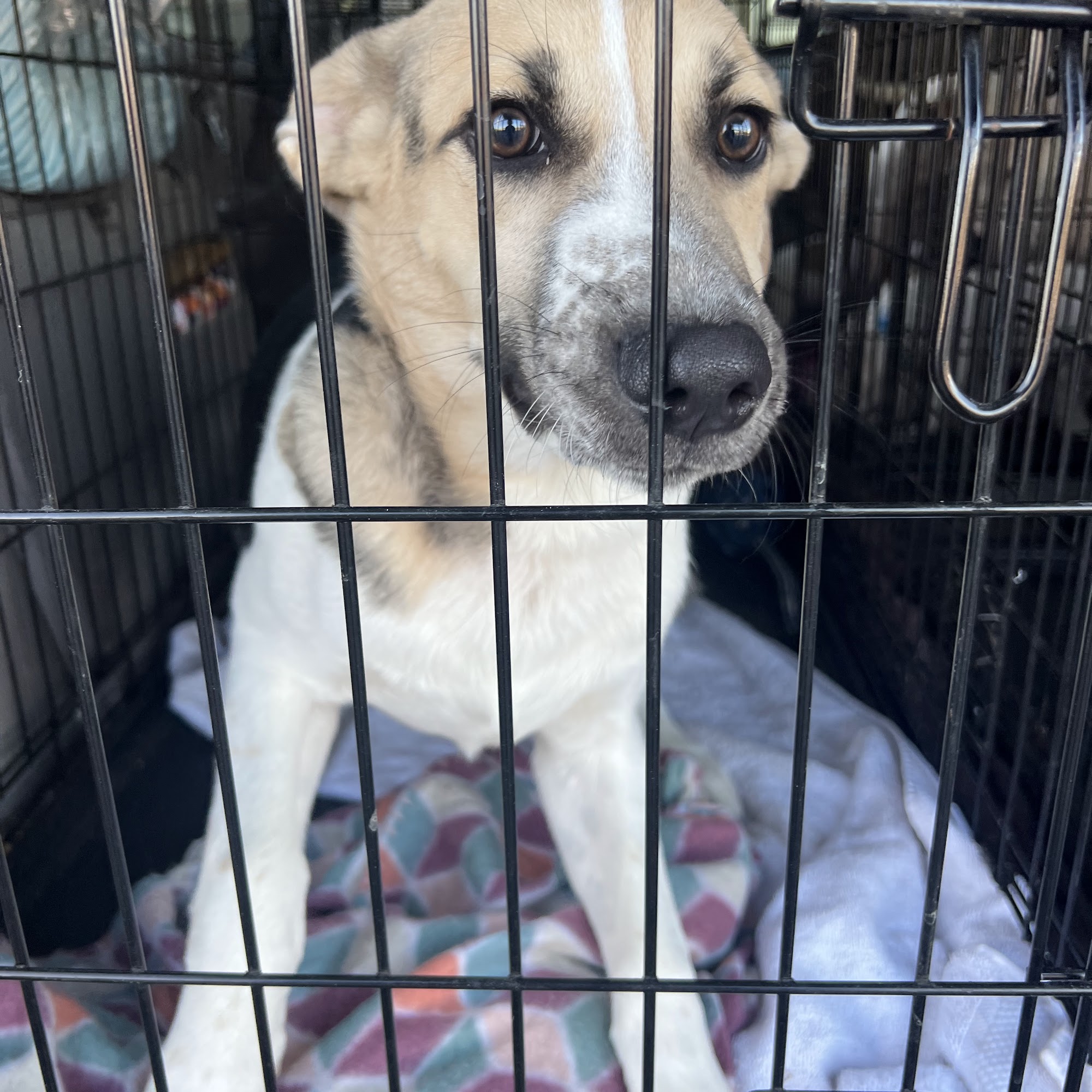 Cloverleaf Animal Clinic Memphis