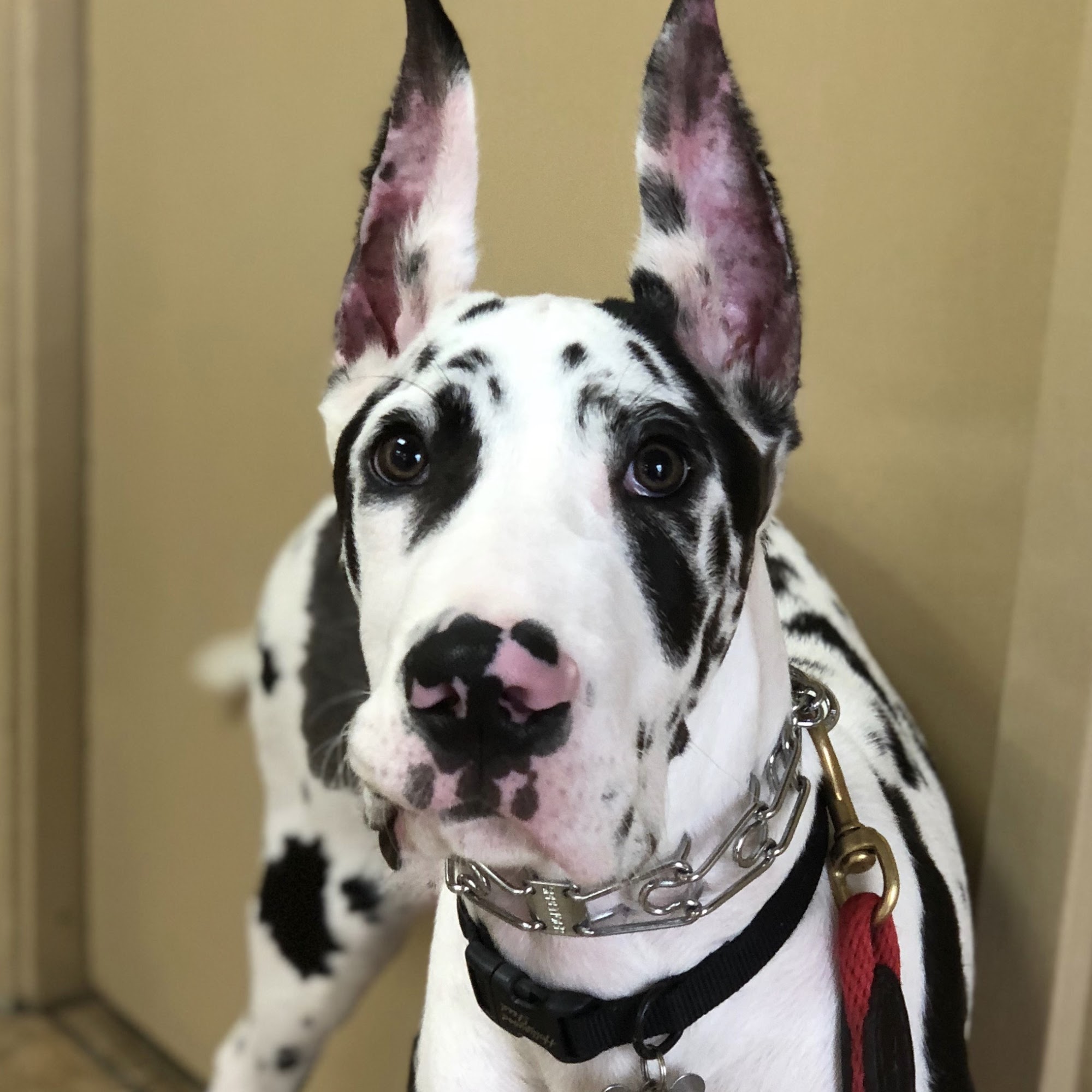 Raleigh Bartlett Animal Hospital Memphis