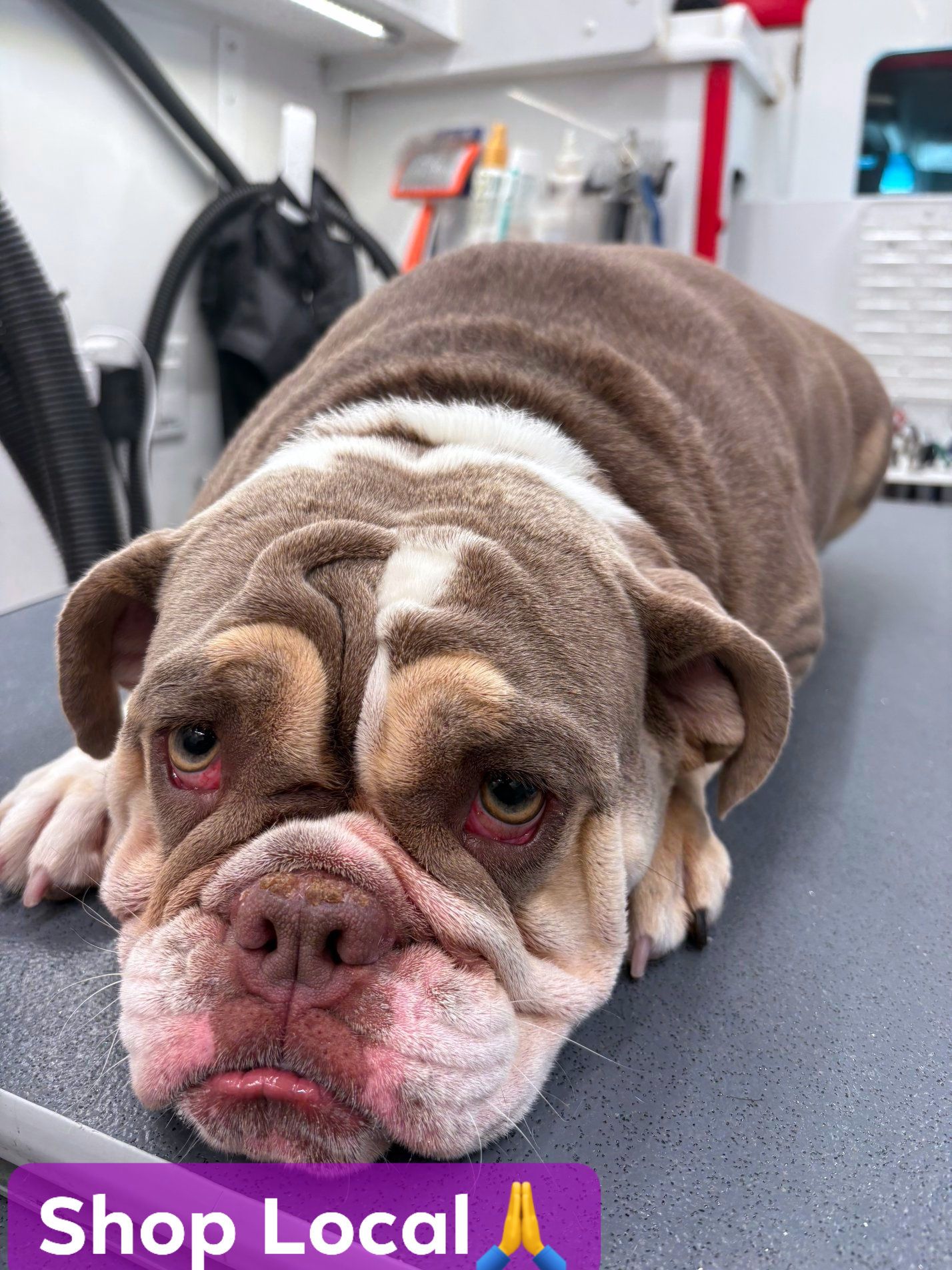 Dawg Team Apparel USA Memphis