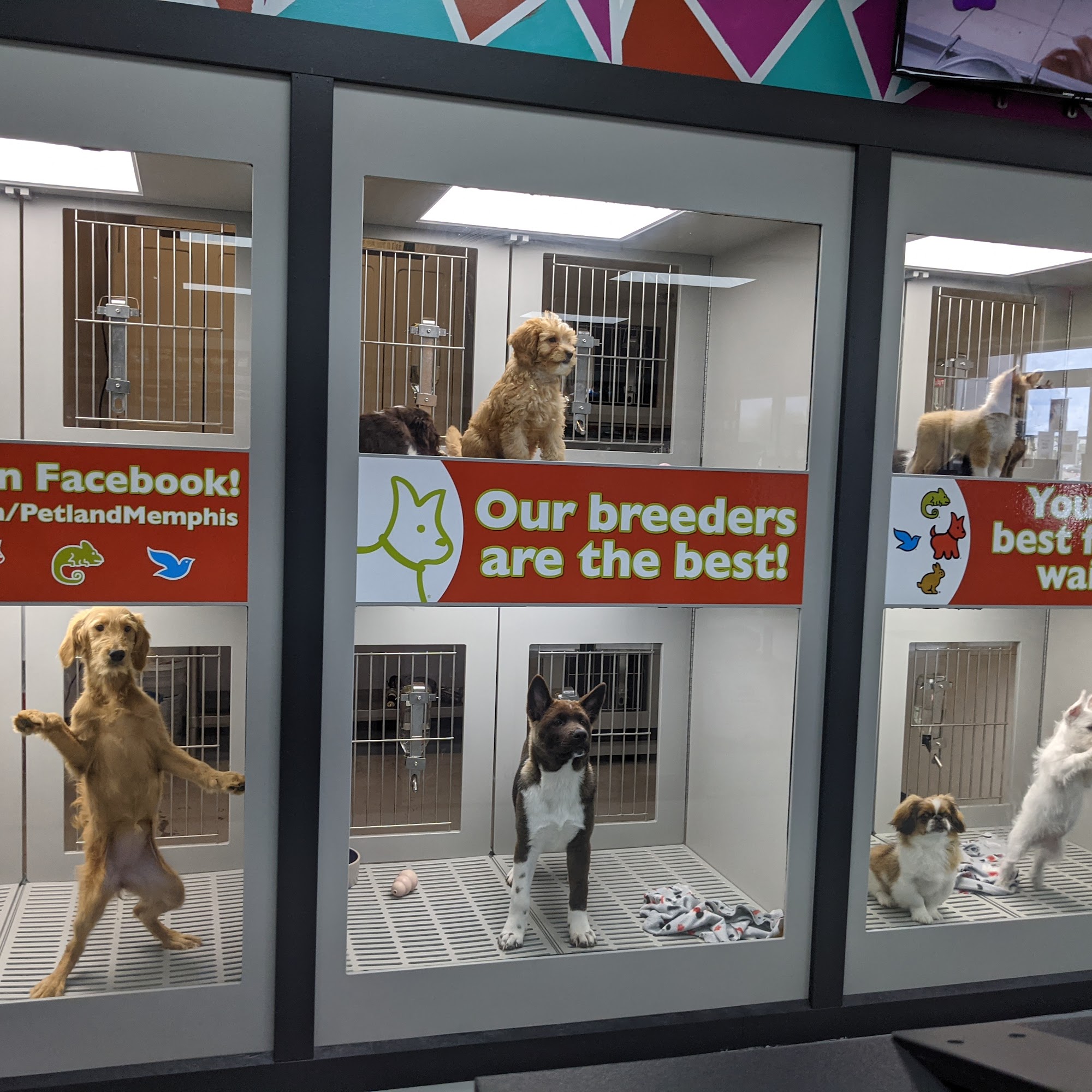 Petland Memphis Memphis