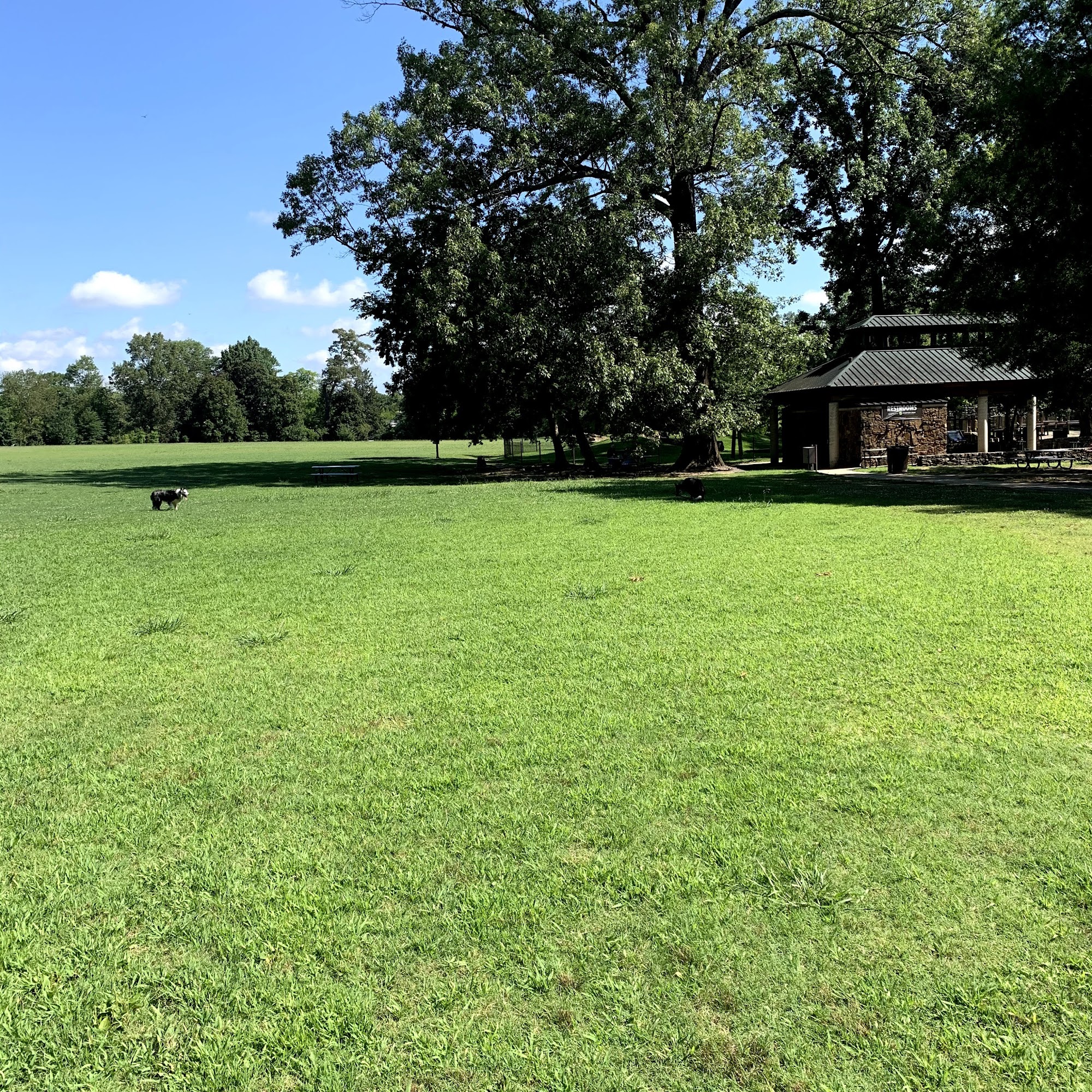 Overton Bark Memphis