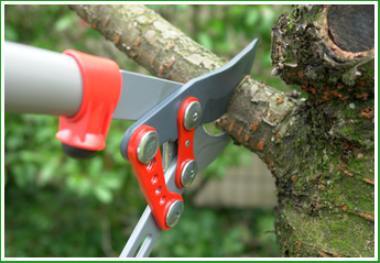 Forest Wind Landscaping, Inc.