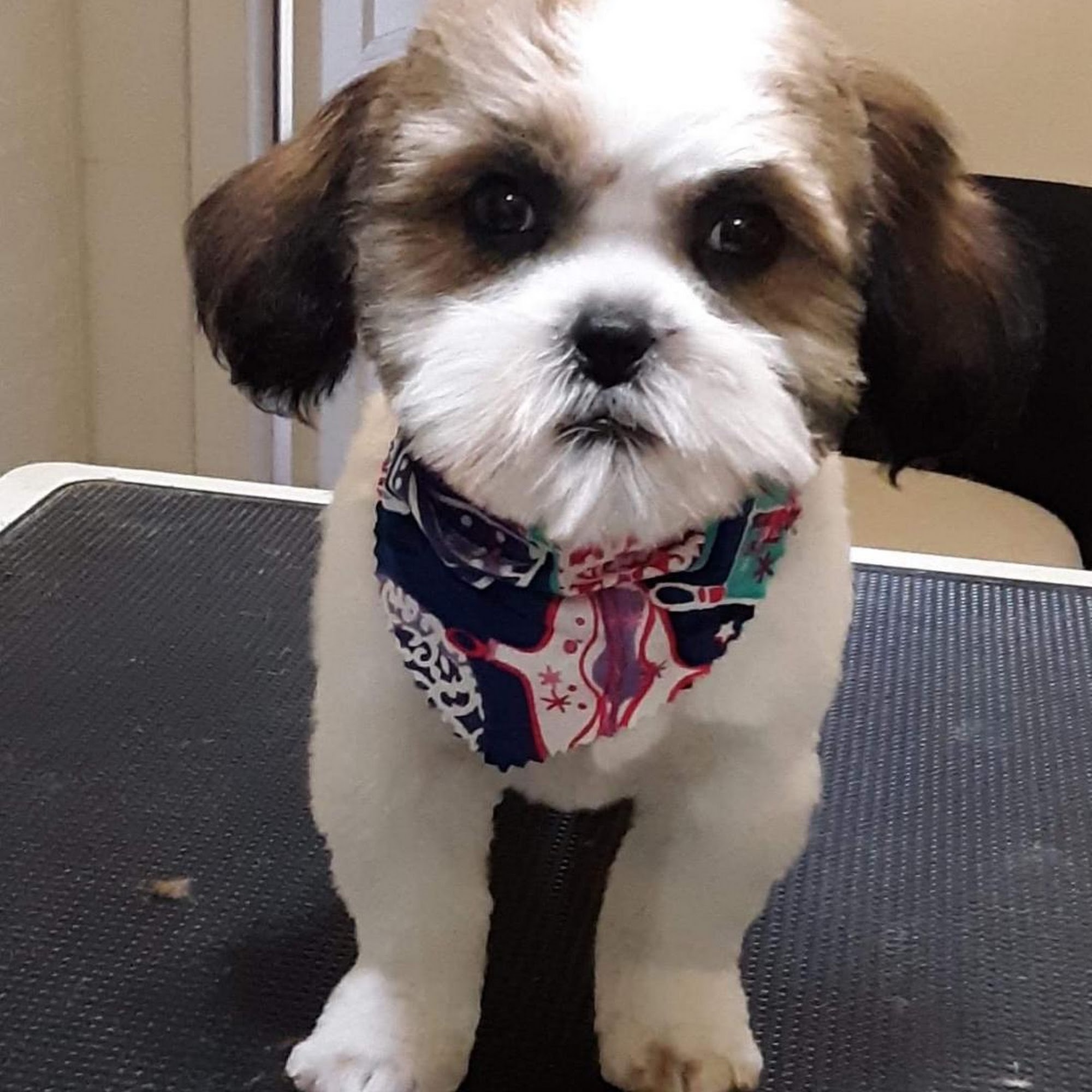 Ambrozia's Great Grooms Memphis