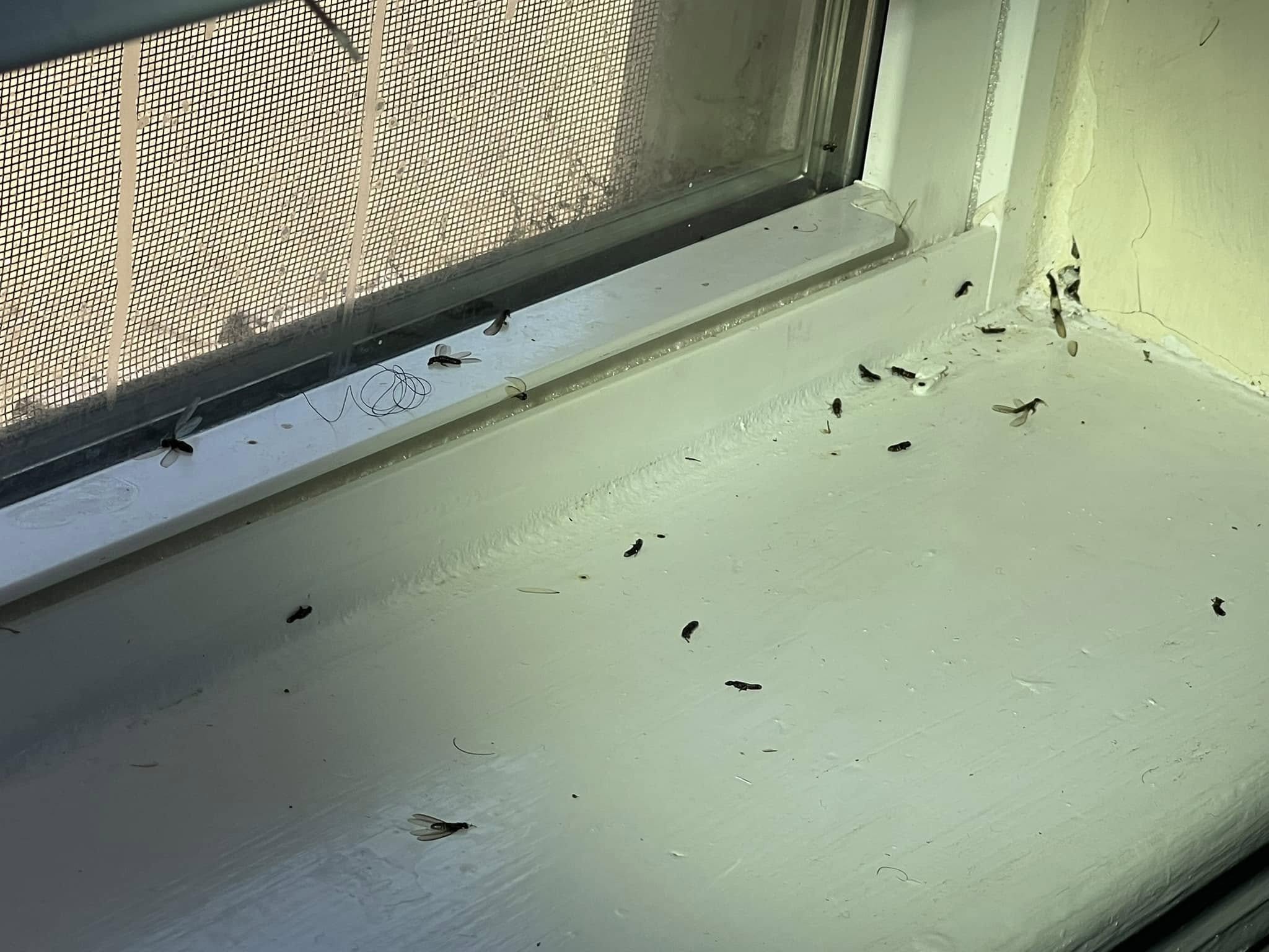 Holliday Exterminating Co Inc