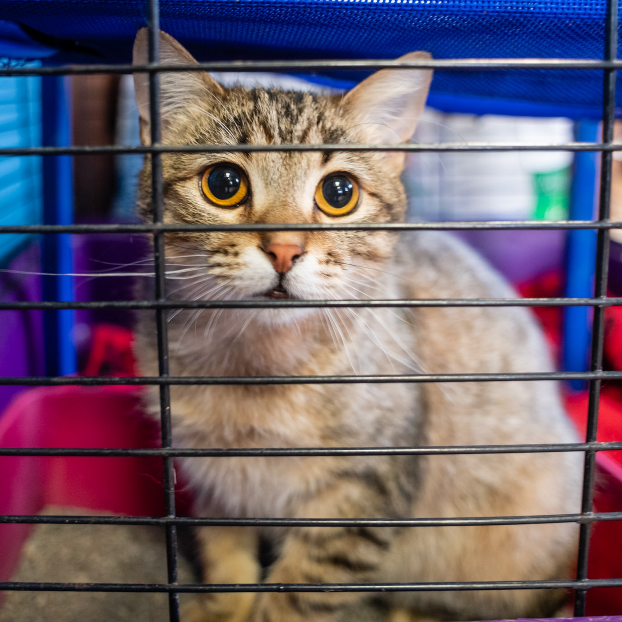 Millington Animal Hospital Millington