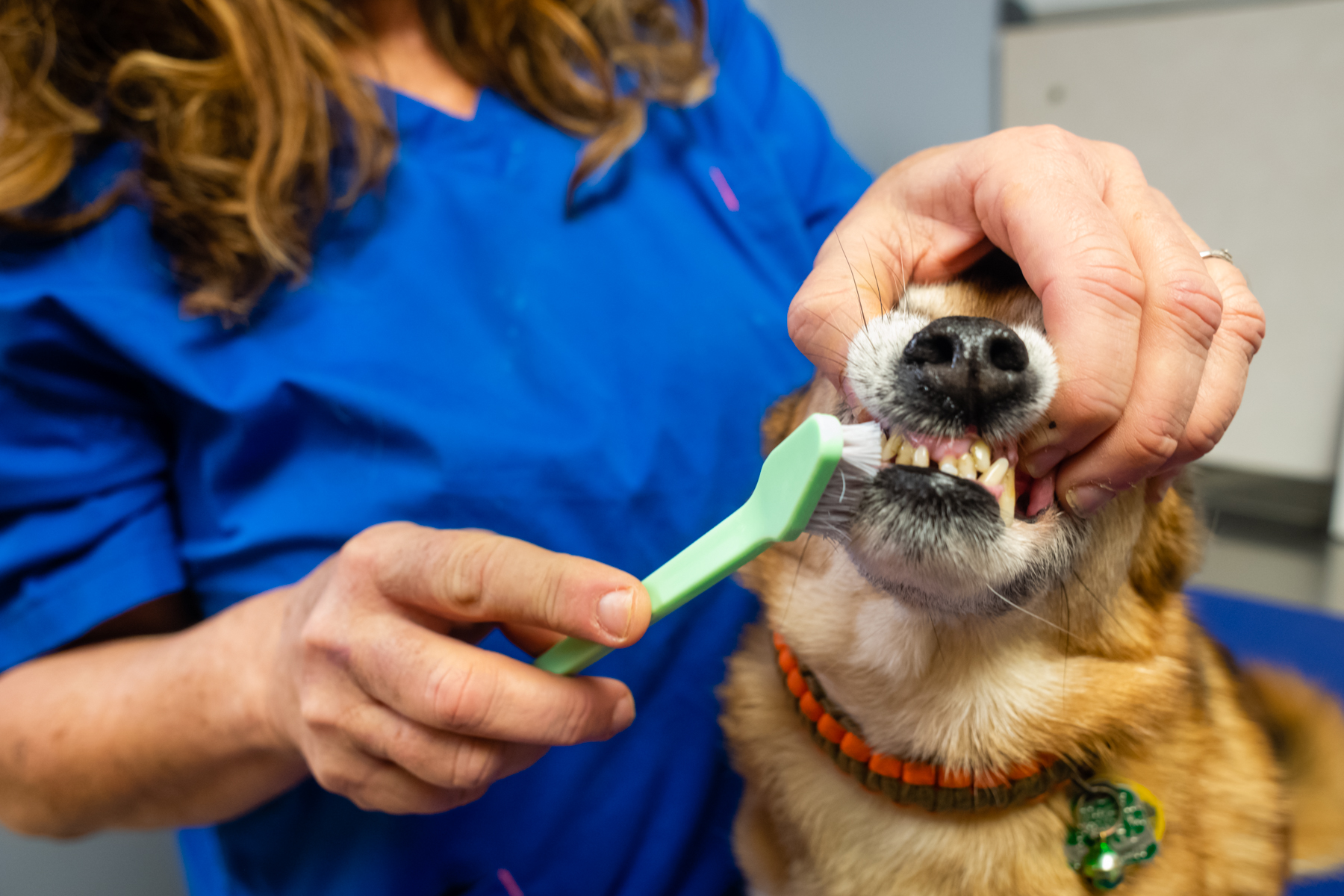 Millington Animal Hospital Millington