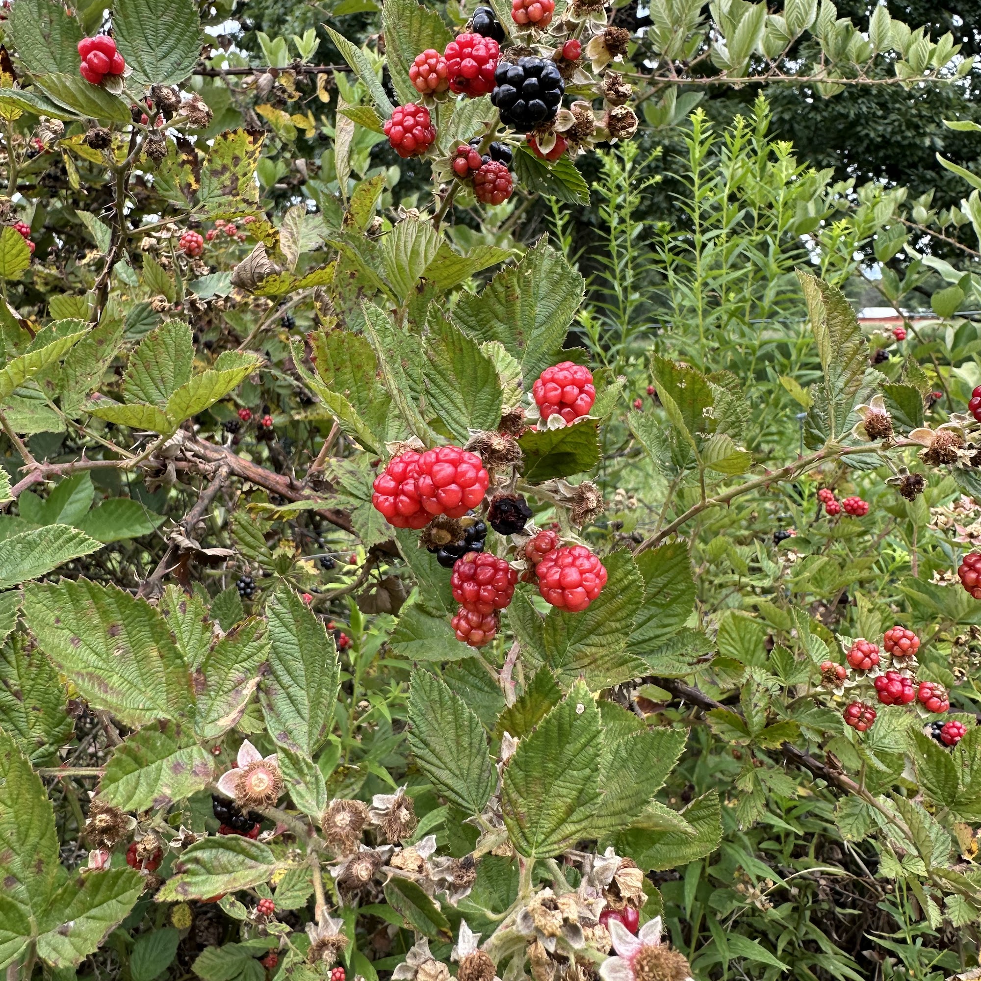 Russell Leonard Attorney At Law 1016 W Main St Suite 3, Monteagle Tennessee 37356