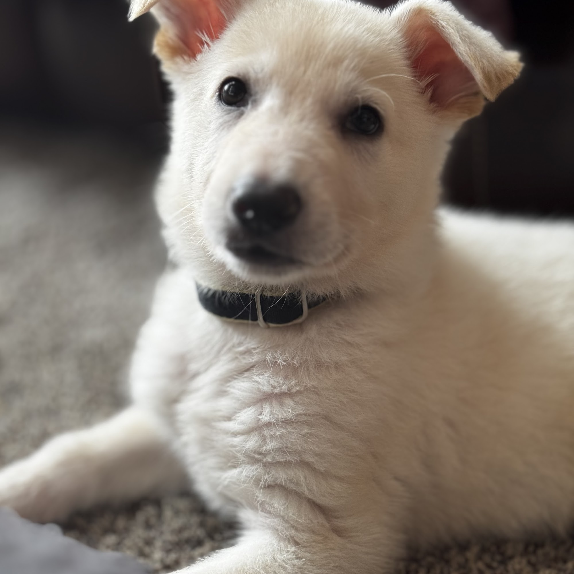 Moyers Veterinary Hospital Morristown