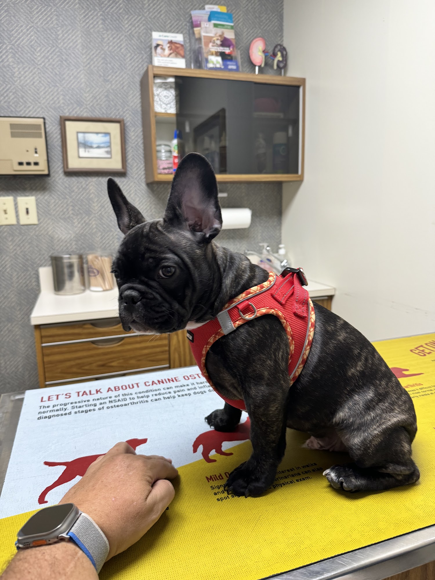 Moyers Veterinary Hospital Morristown