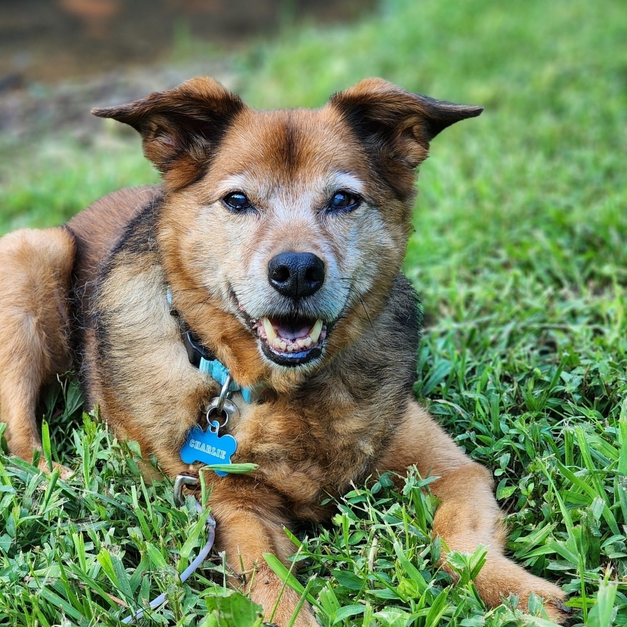 West Main Animal Clinic (formerly Animal Hospital) Morristown