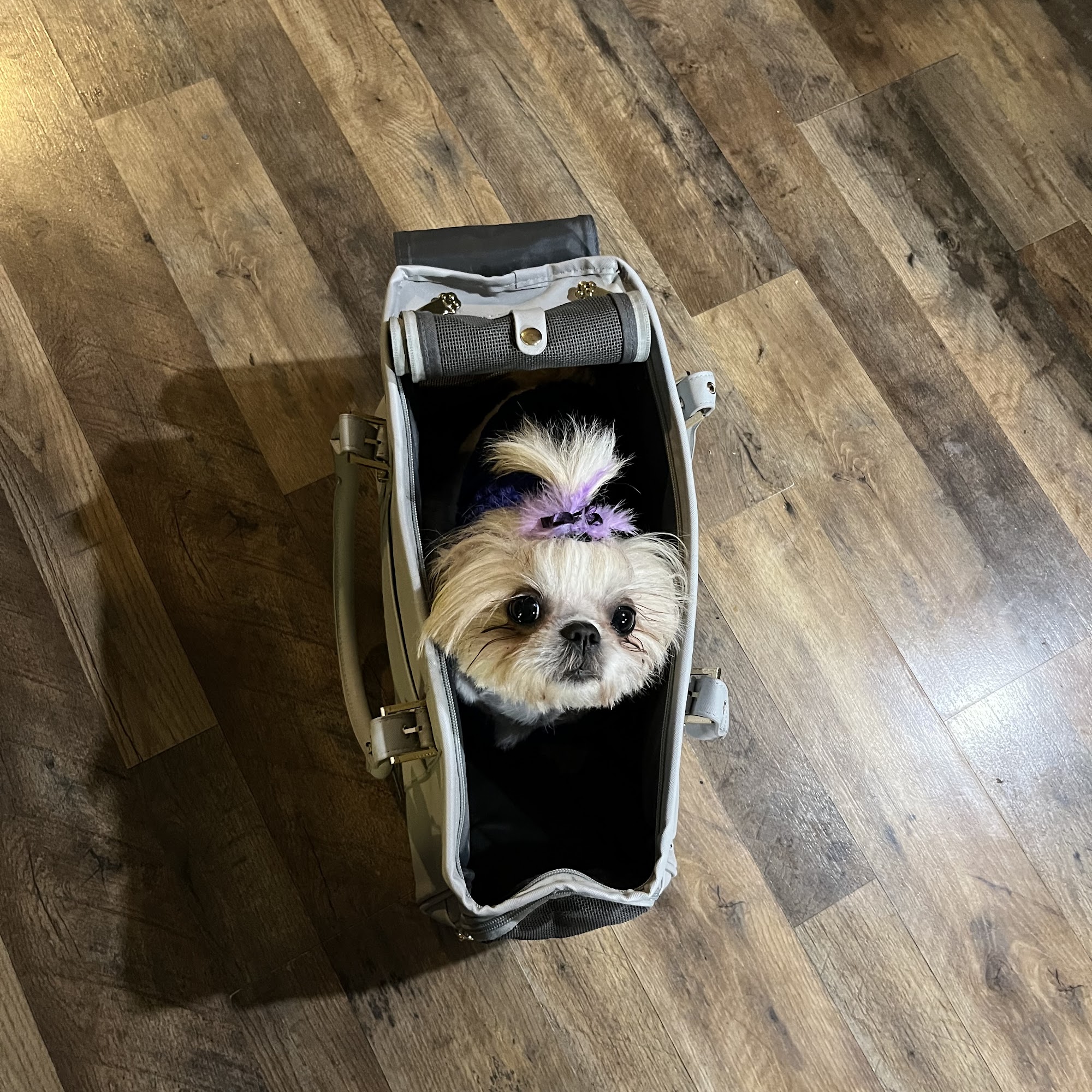 Morristown Animal Hospital Morristown