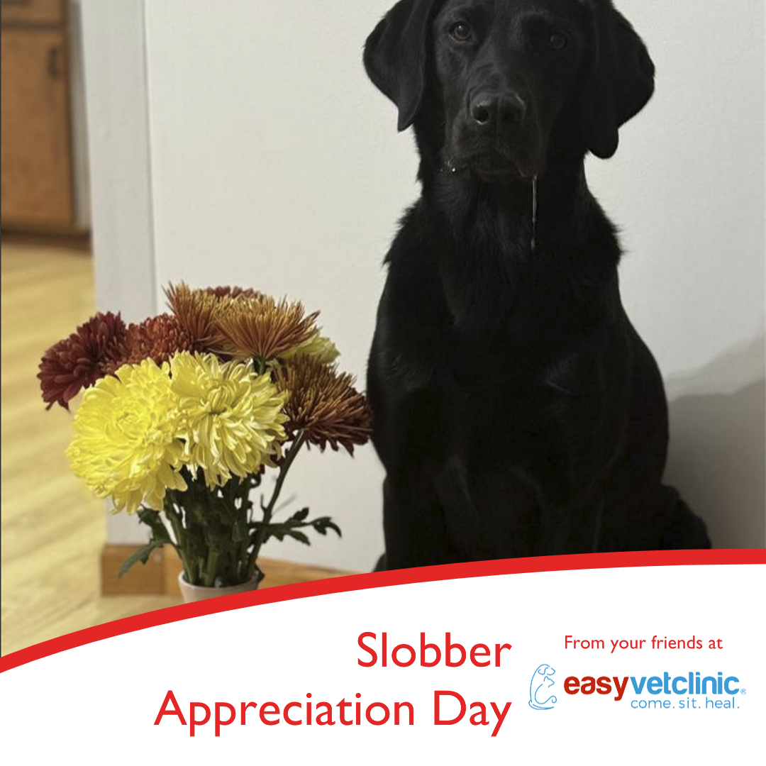 easyvet Veterinarian Morristown Morristown