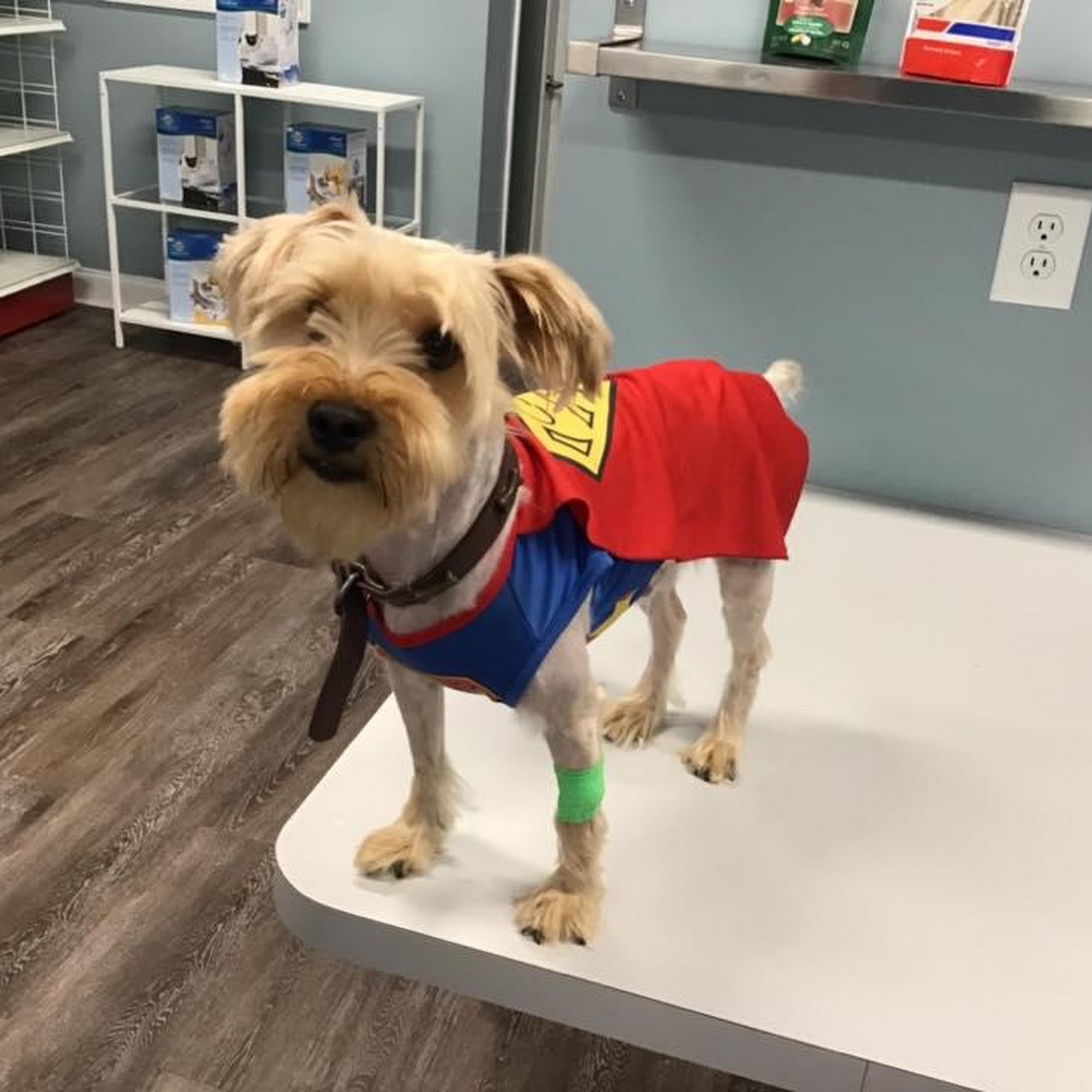 easyvet Veterinarian Morristown Morristown