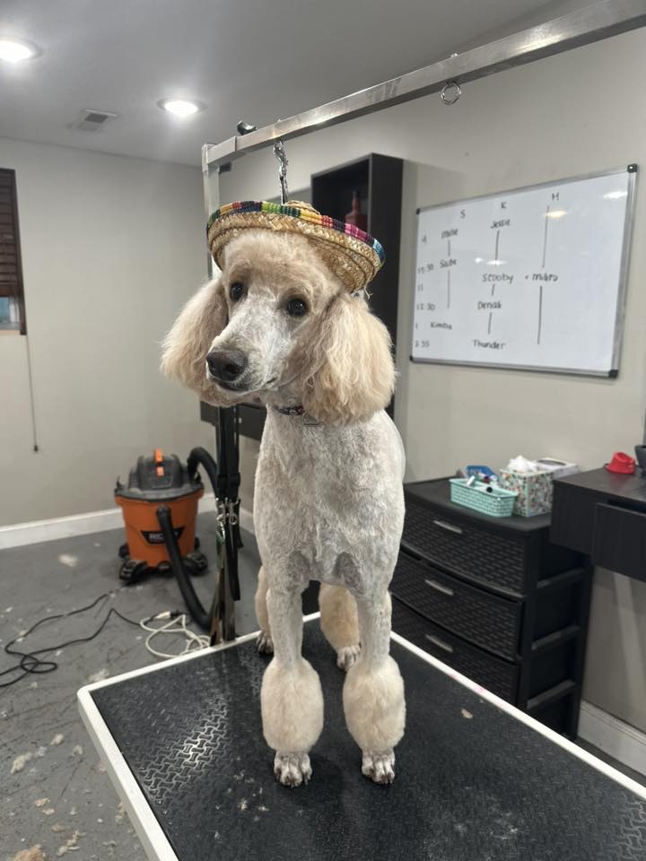 Sidney’s Bark N Bath Morristown