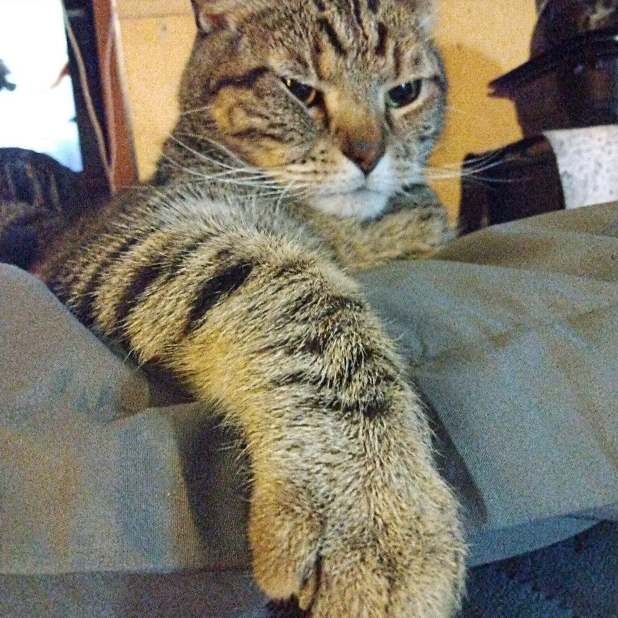 Mt Juliet Animal Clinic Mount Juliet