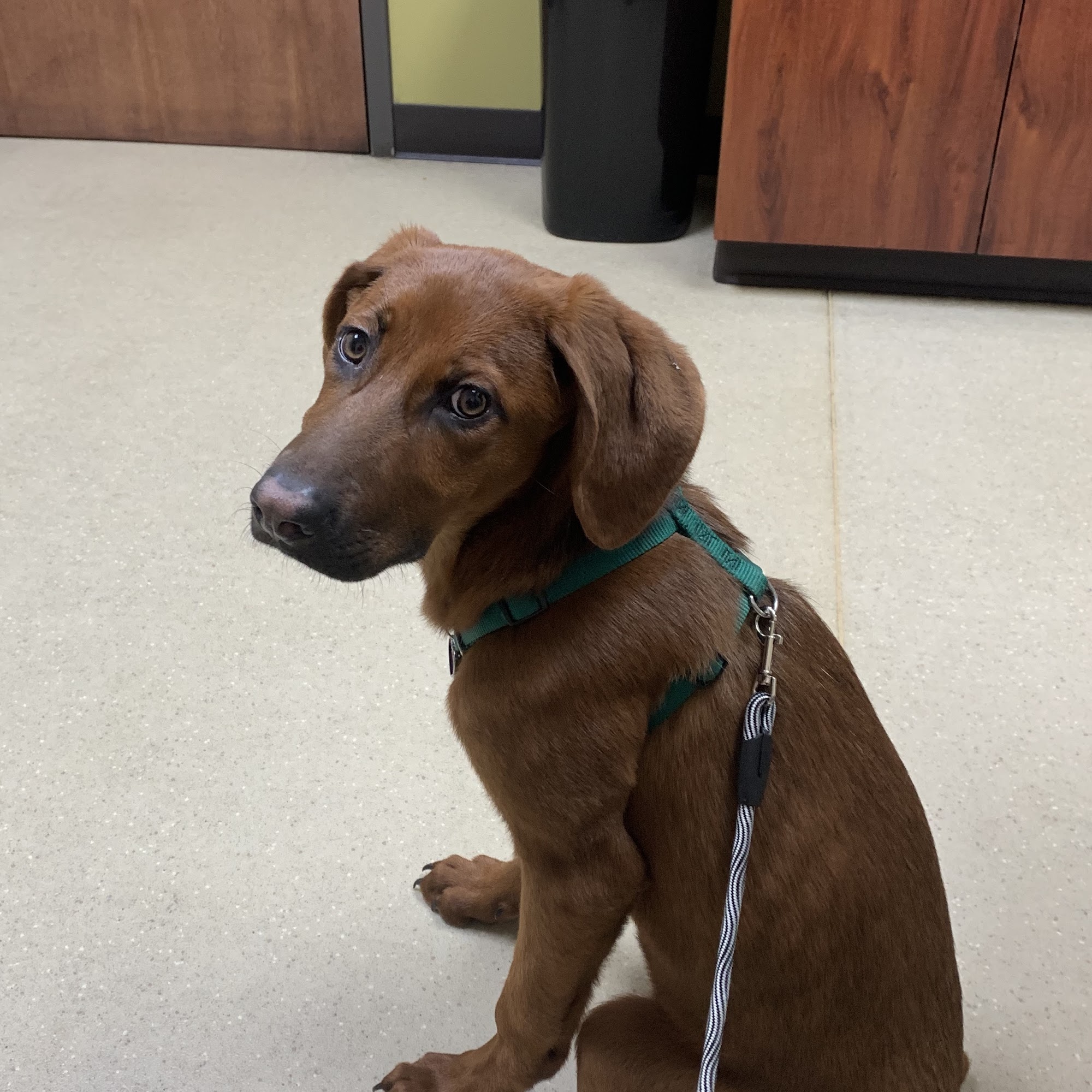 Countryside Animal Hospital Pl Mount Juliet