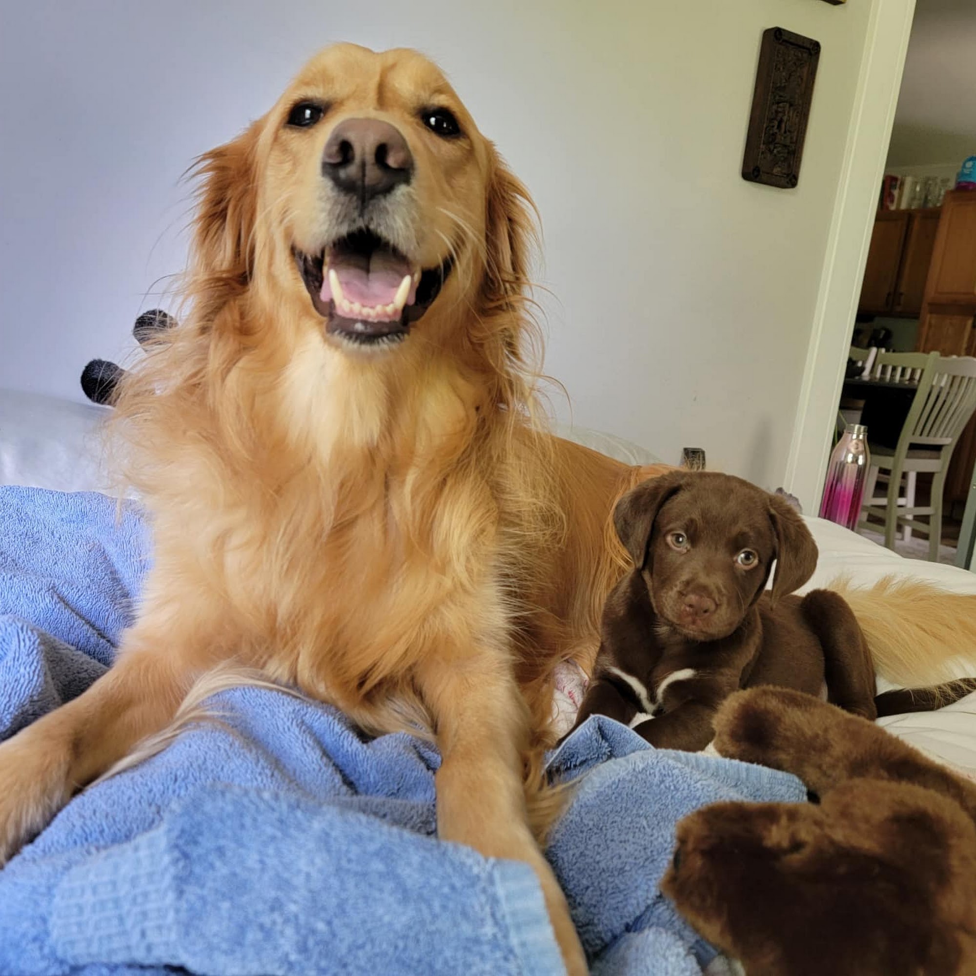 Avenue Animal Hospital Mount Juliet