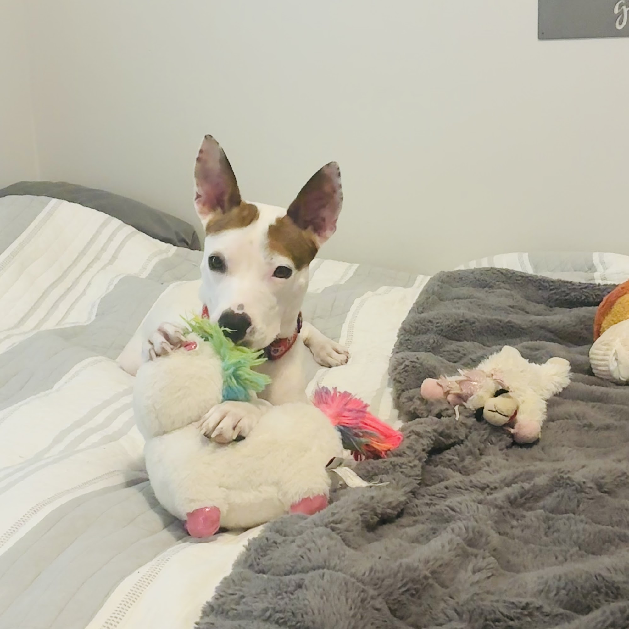 Village Veterinary Hospital Mount Juliet