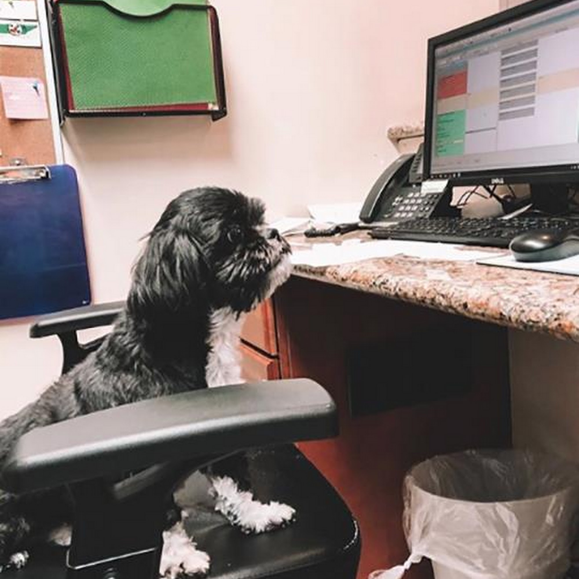 VetMed Animal Health Mount Juliet