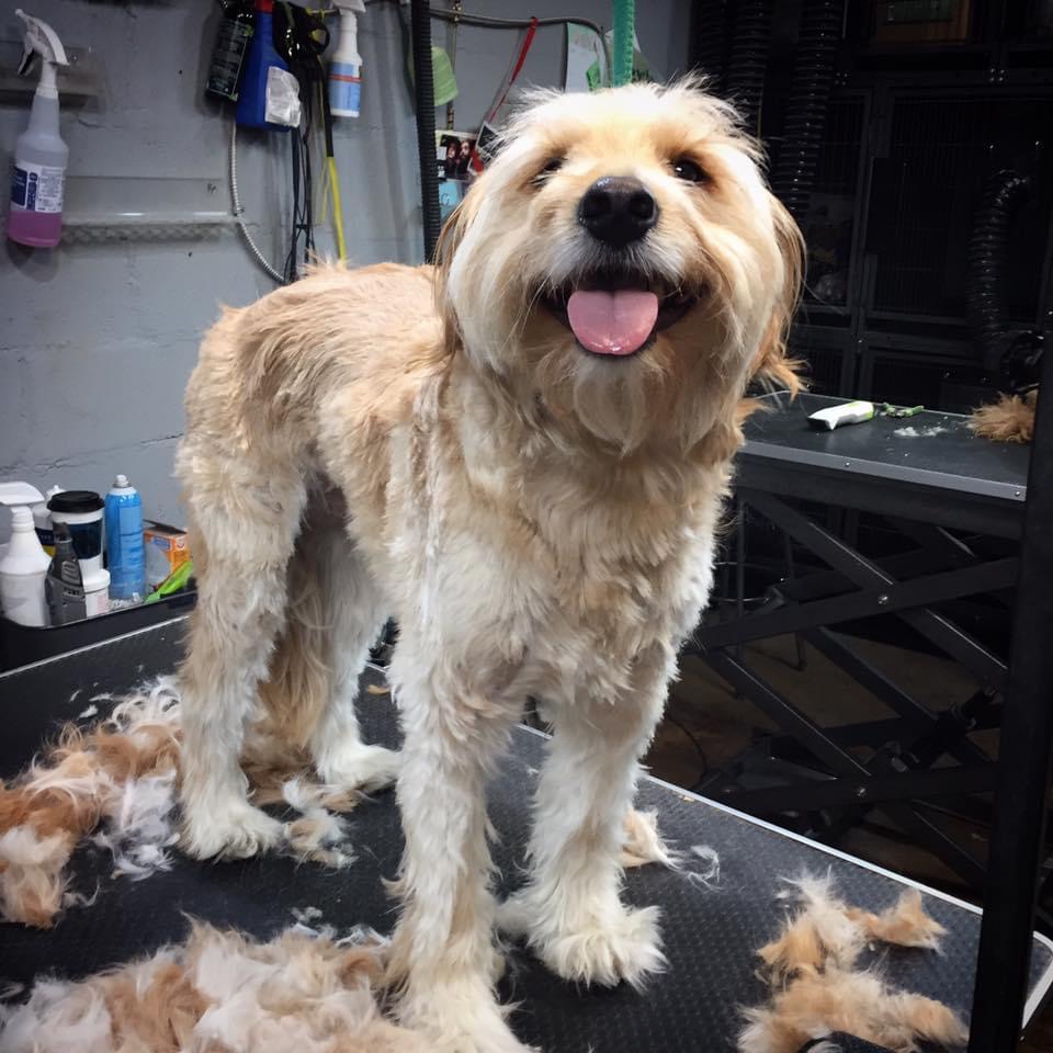 Dolly's Grooming and Dog Wash Mount Juliet