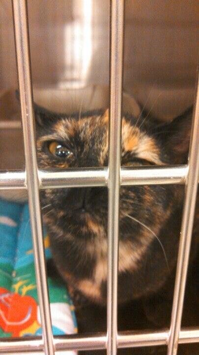 PetSmart Murfreesboro