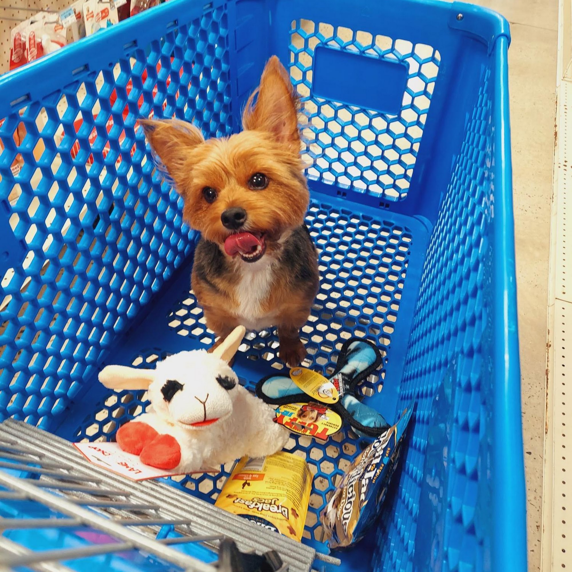 Petsense by Tractor Supply Murfreesboro