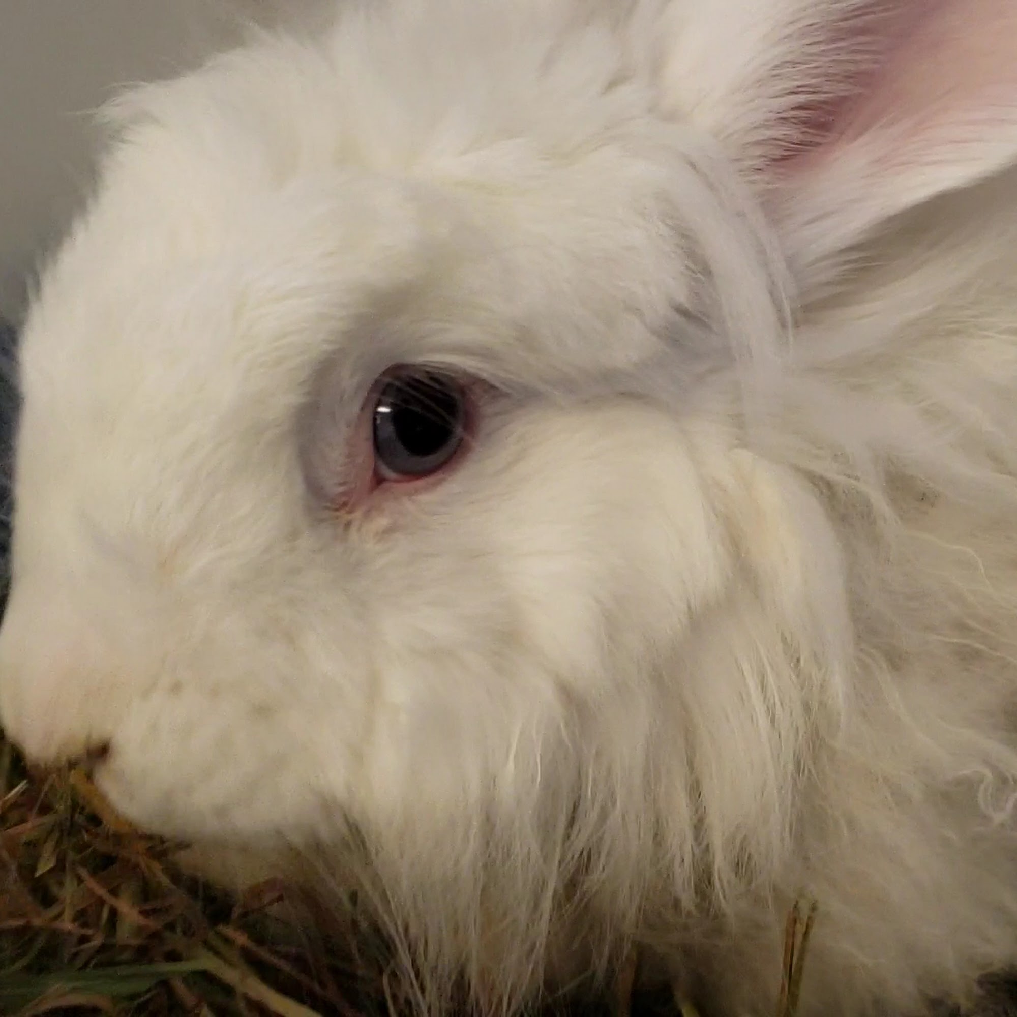 Family Pet Health Murfreesboro