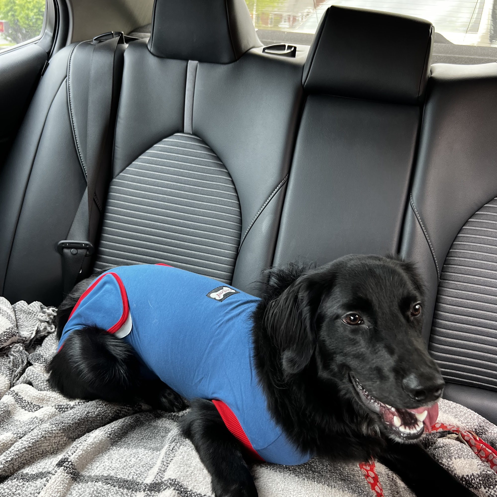 Beesley Animal Clinic Murfreesboro