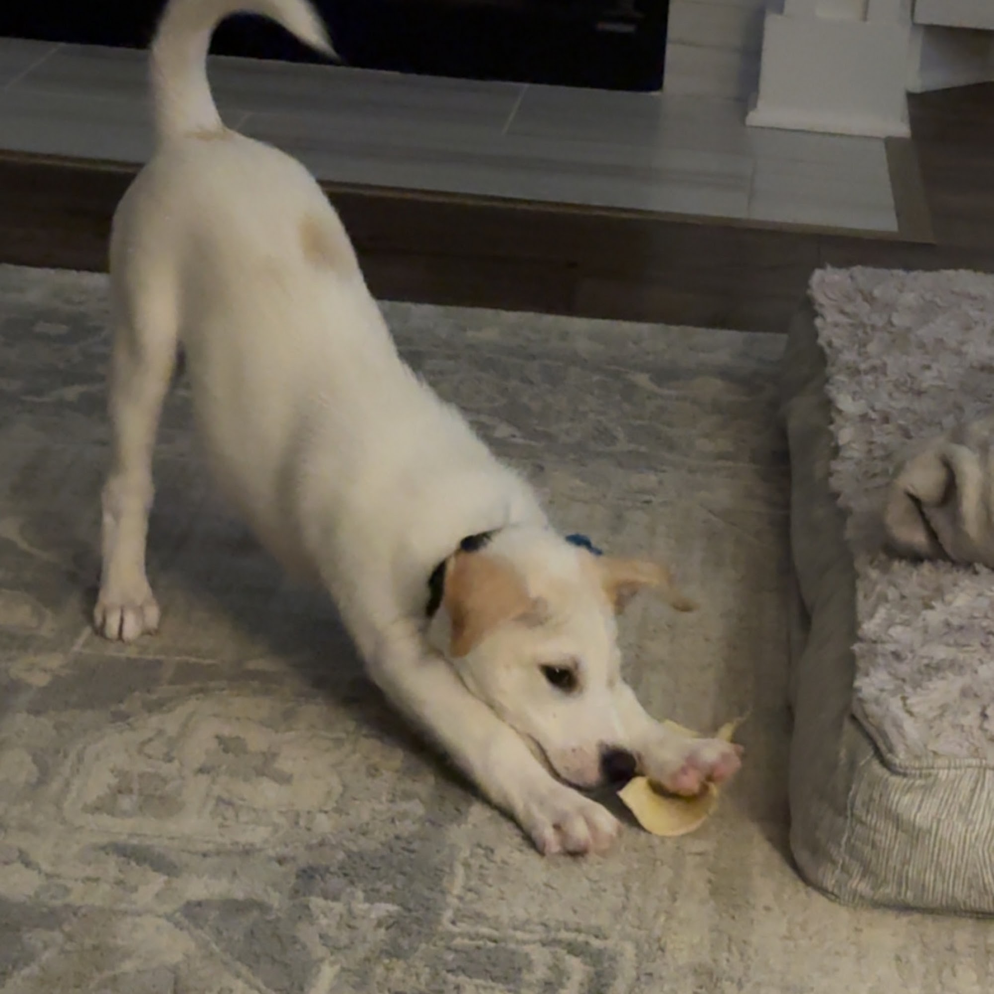 Stones River Veterinary Hospital Murfreesboro