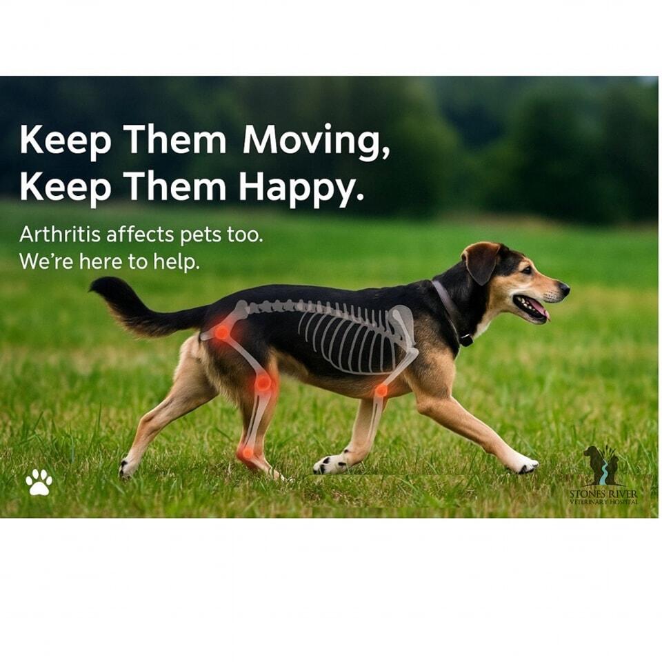 Stones River Veterinary Hospital Murfreesboro