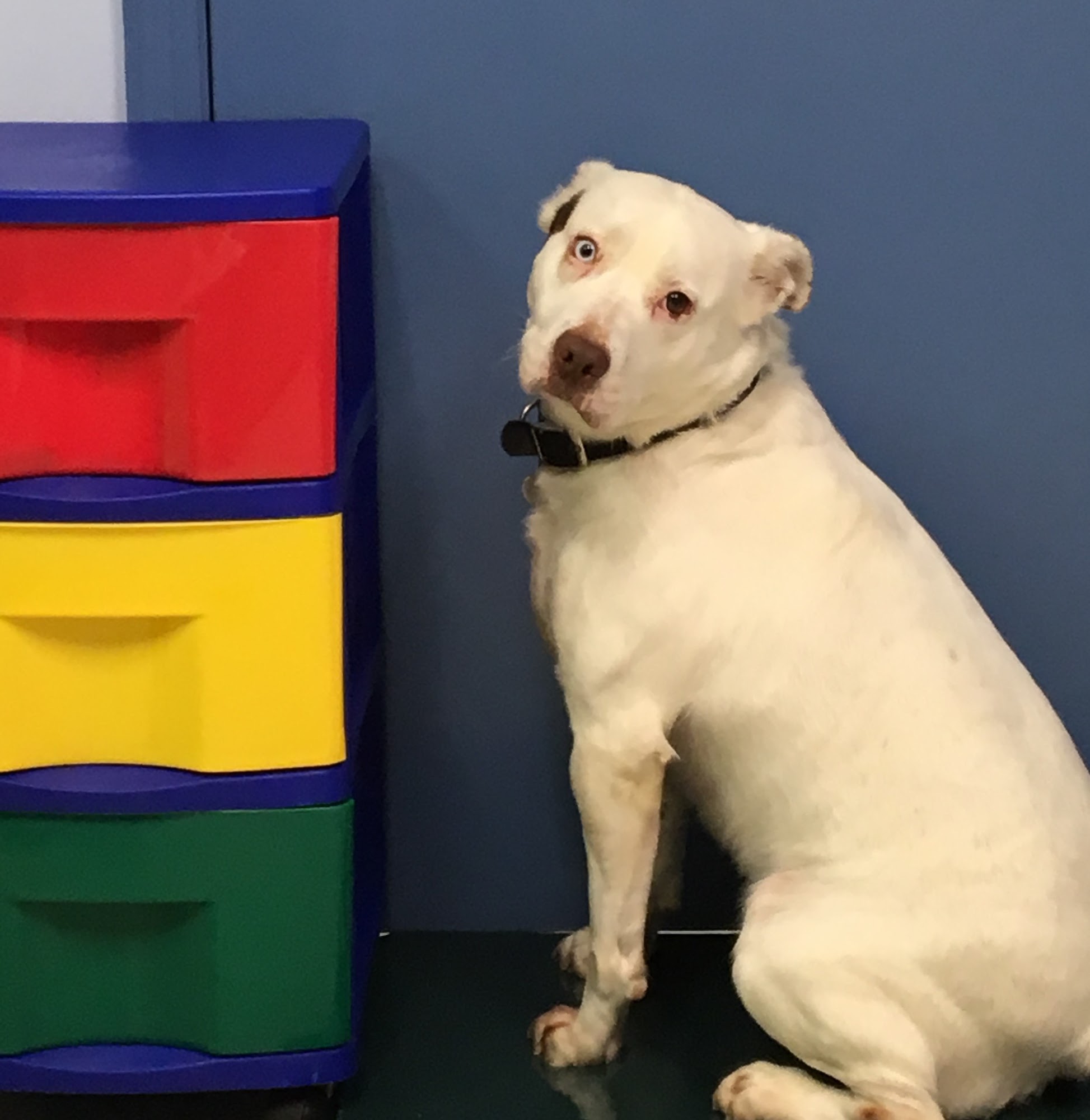 Warren Animal Hospital Murfreesboro