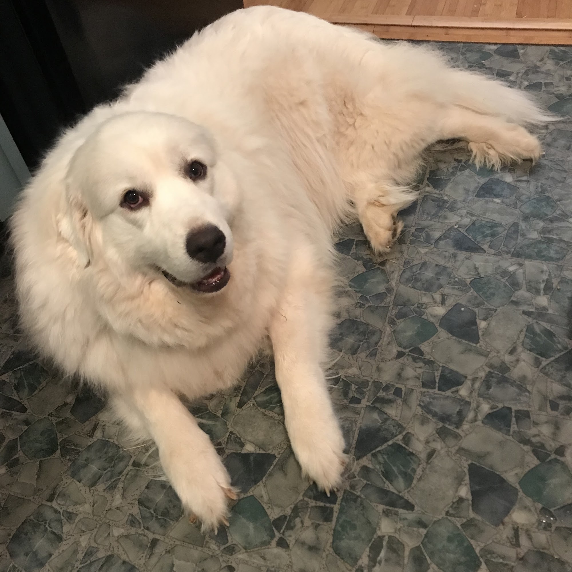 Williams Animal Hospital Murfreesboro