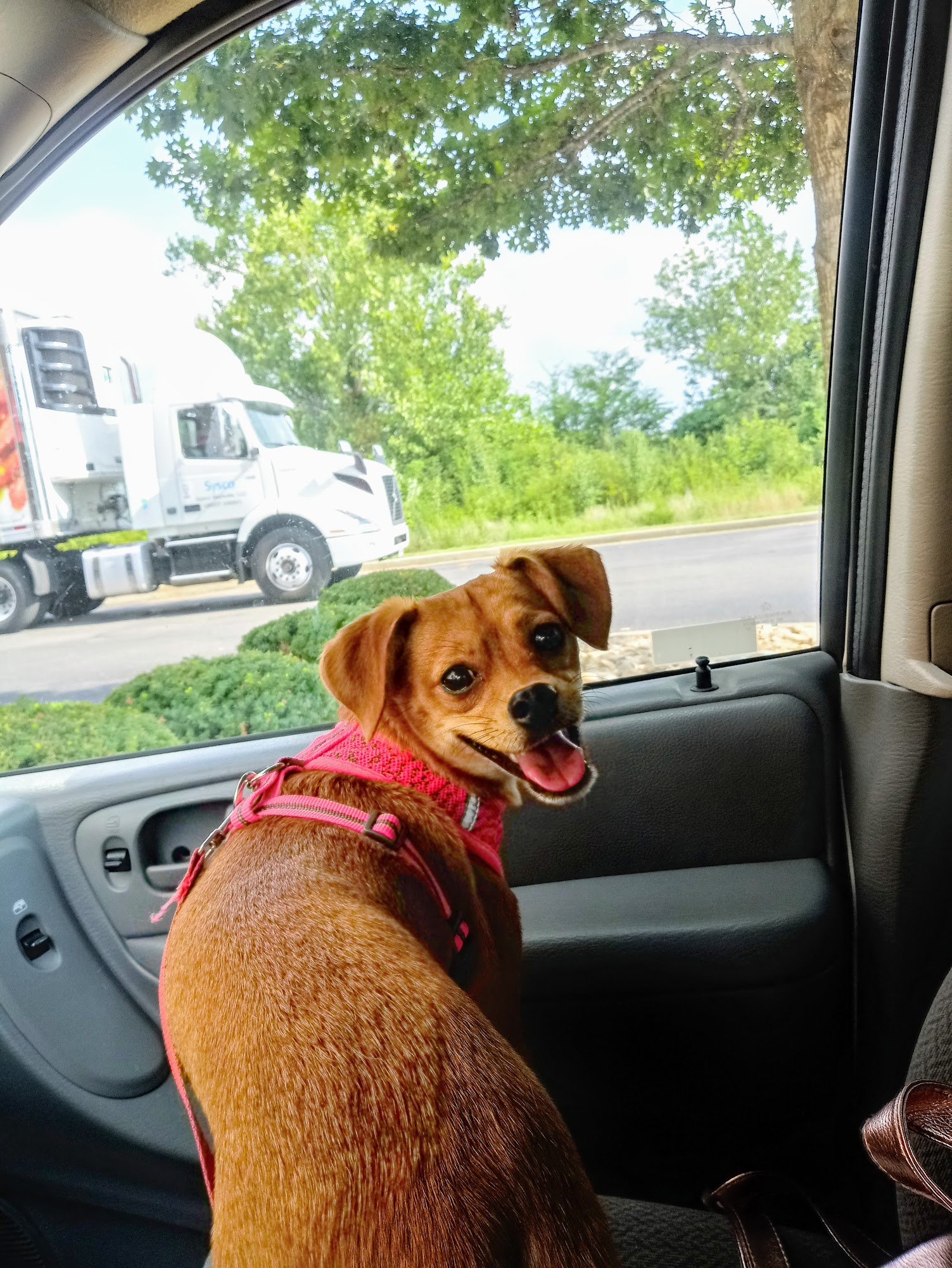 Savannah's Crossing Veterinary Hospital Murfreesboro