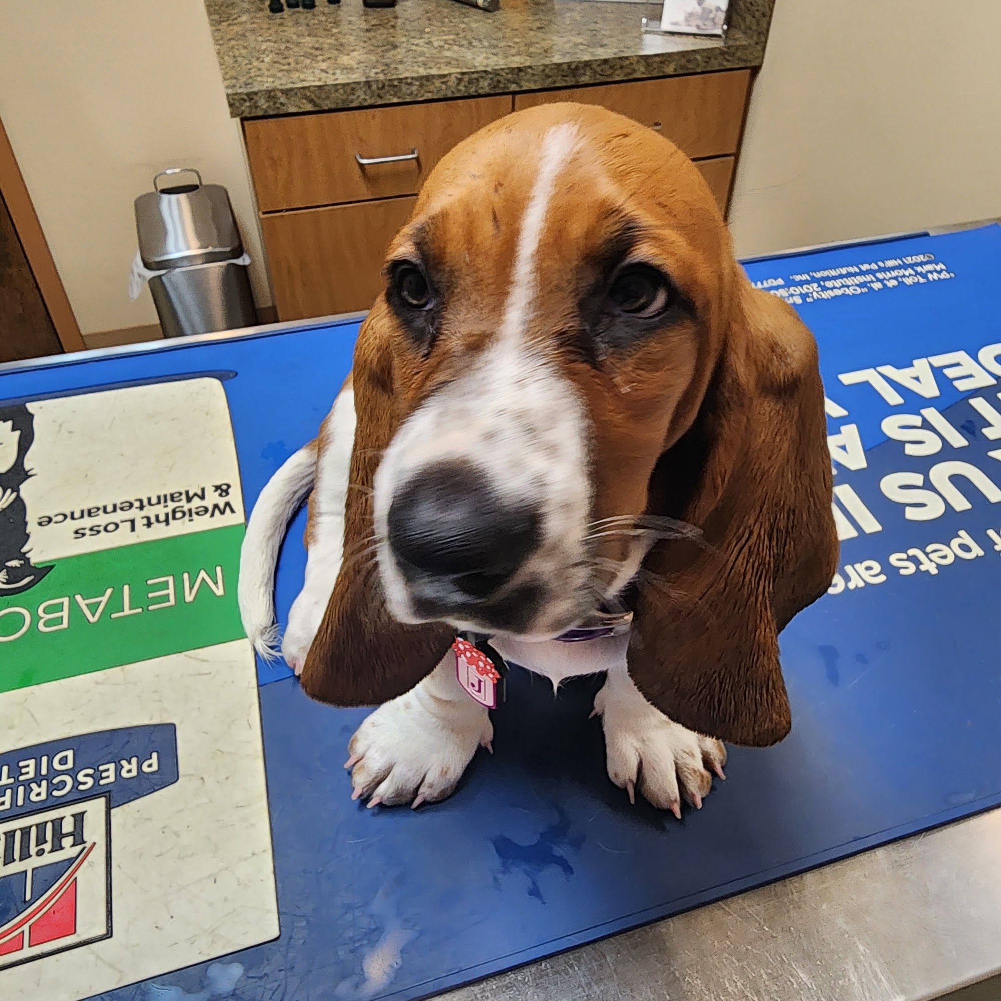 Savannah's Crossing Veterinary Hospital Murfreesboro